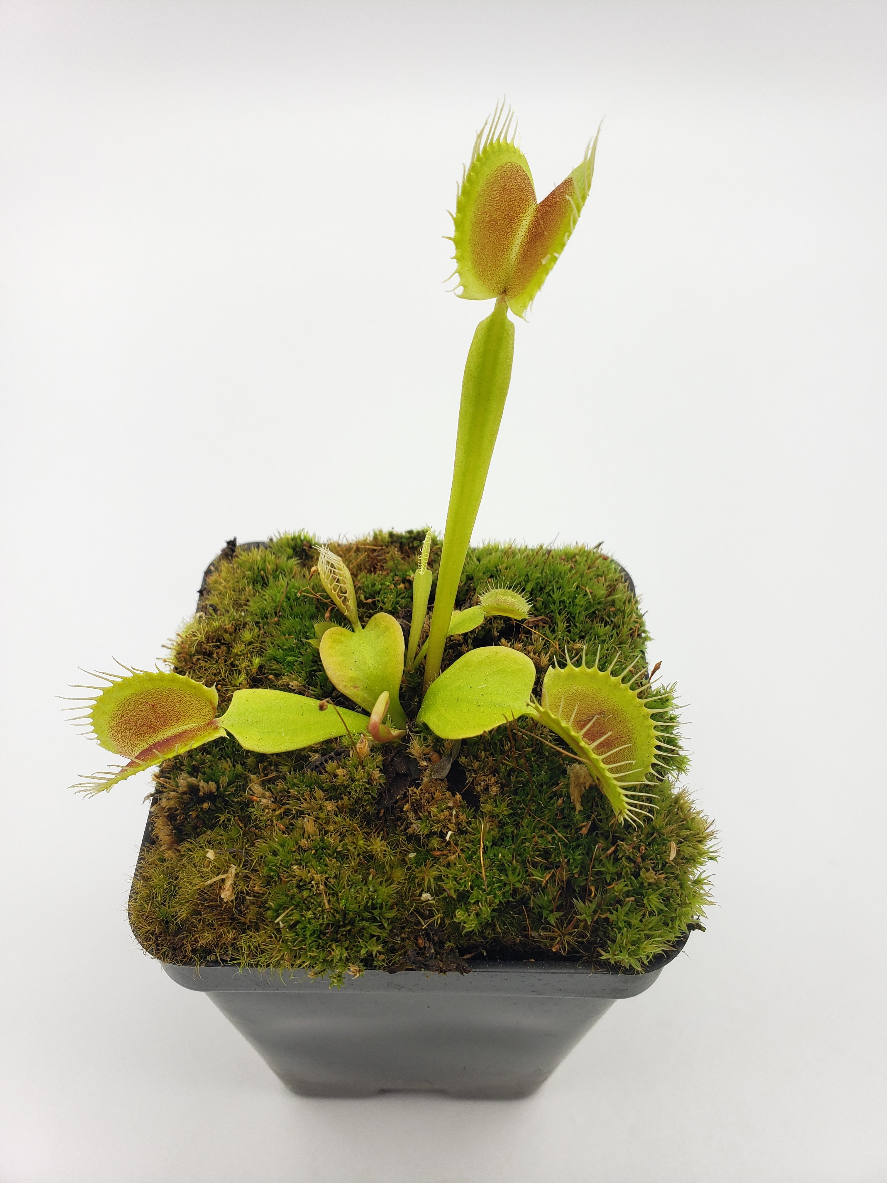 Venus flytrap (Dionaea muscipula) "Pinnacle" - Rainbow Carnivorous Plants LLC