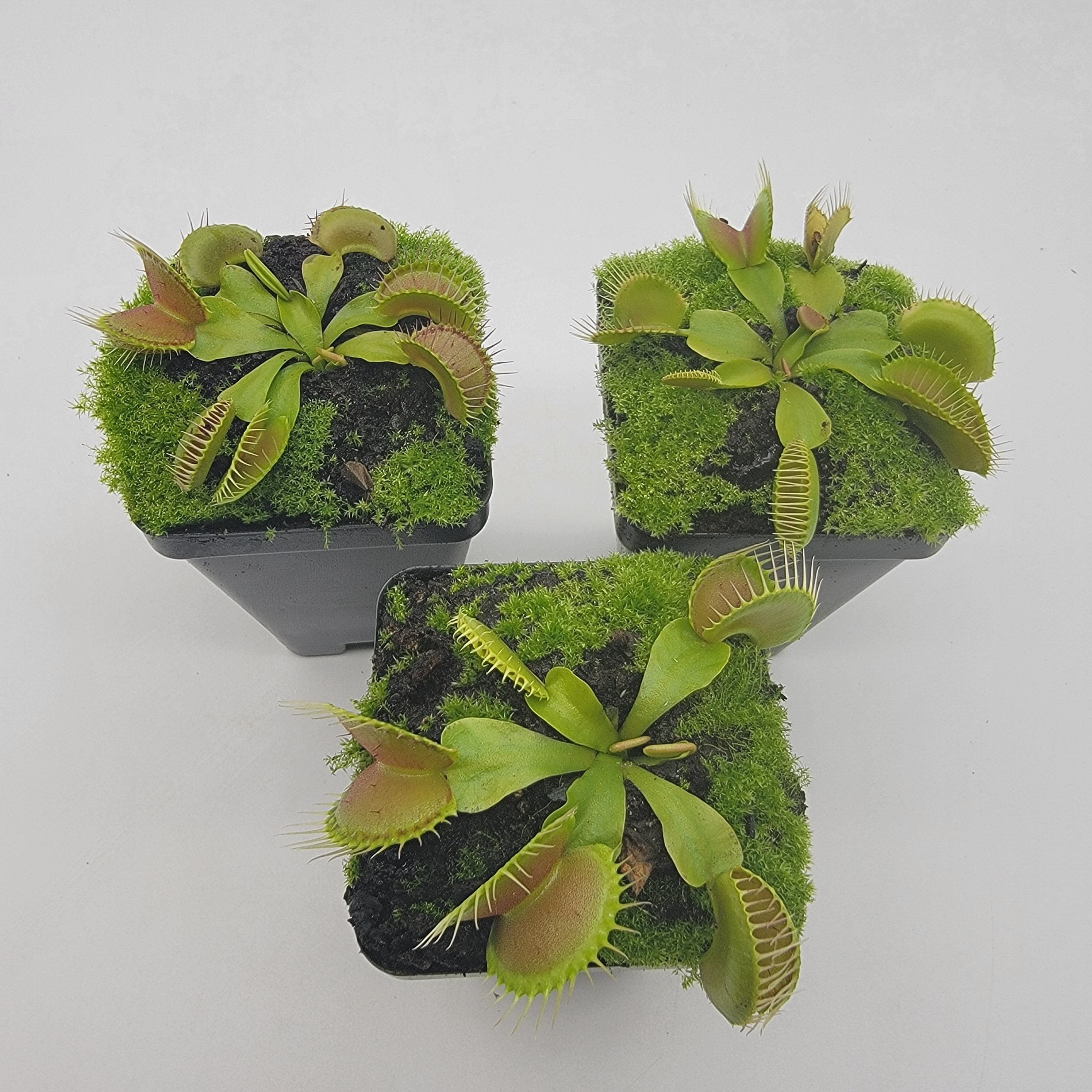 Venus flytrap (Dionaea muscipula) "Dingley Giant" - Rainbow Carnivorous Plants LLC