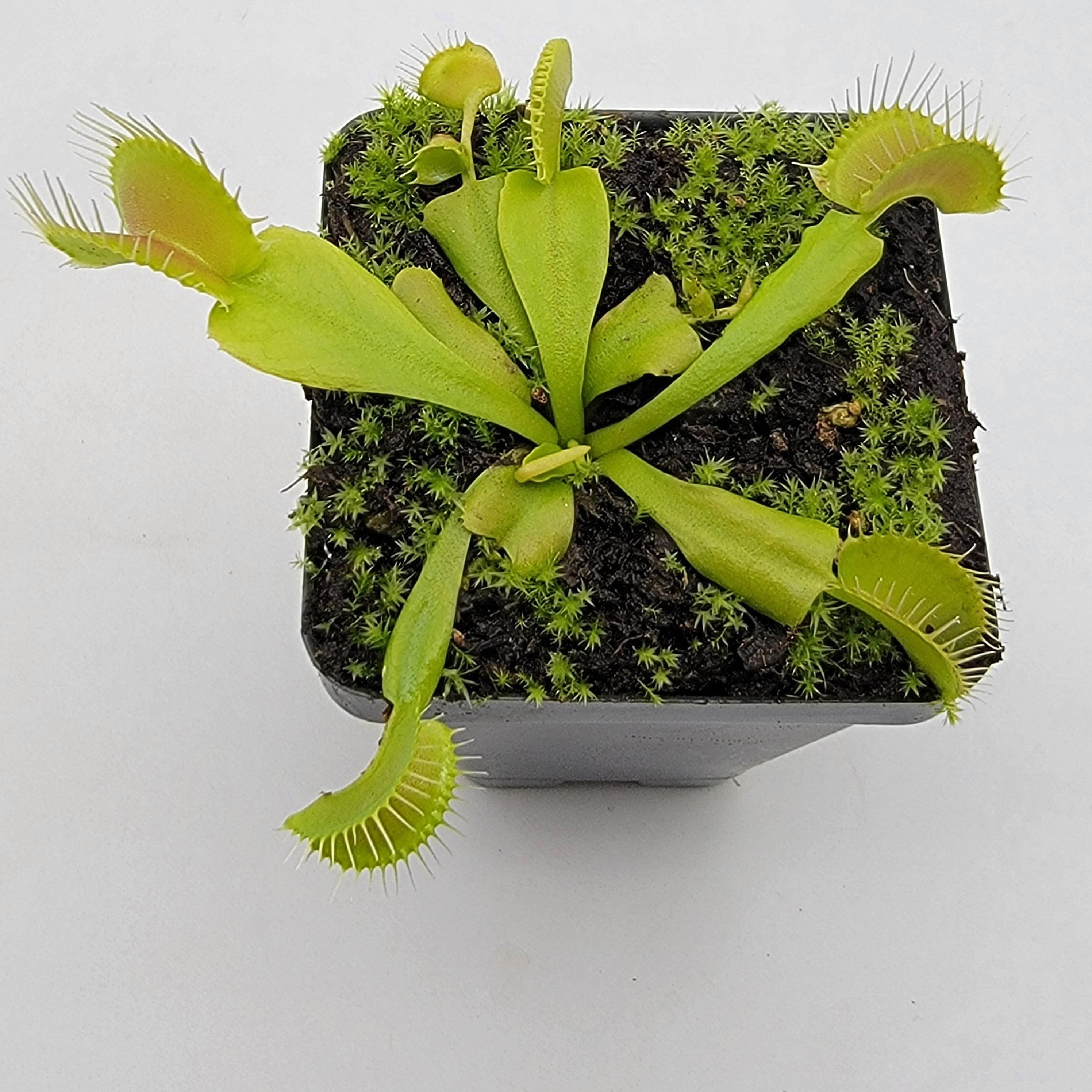 Venus flytrap (Dionaea muscipula) 'Double Trouble' | Rainbow ...