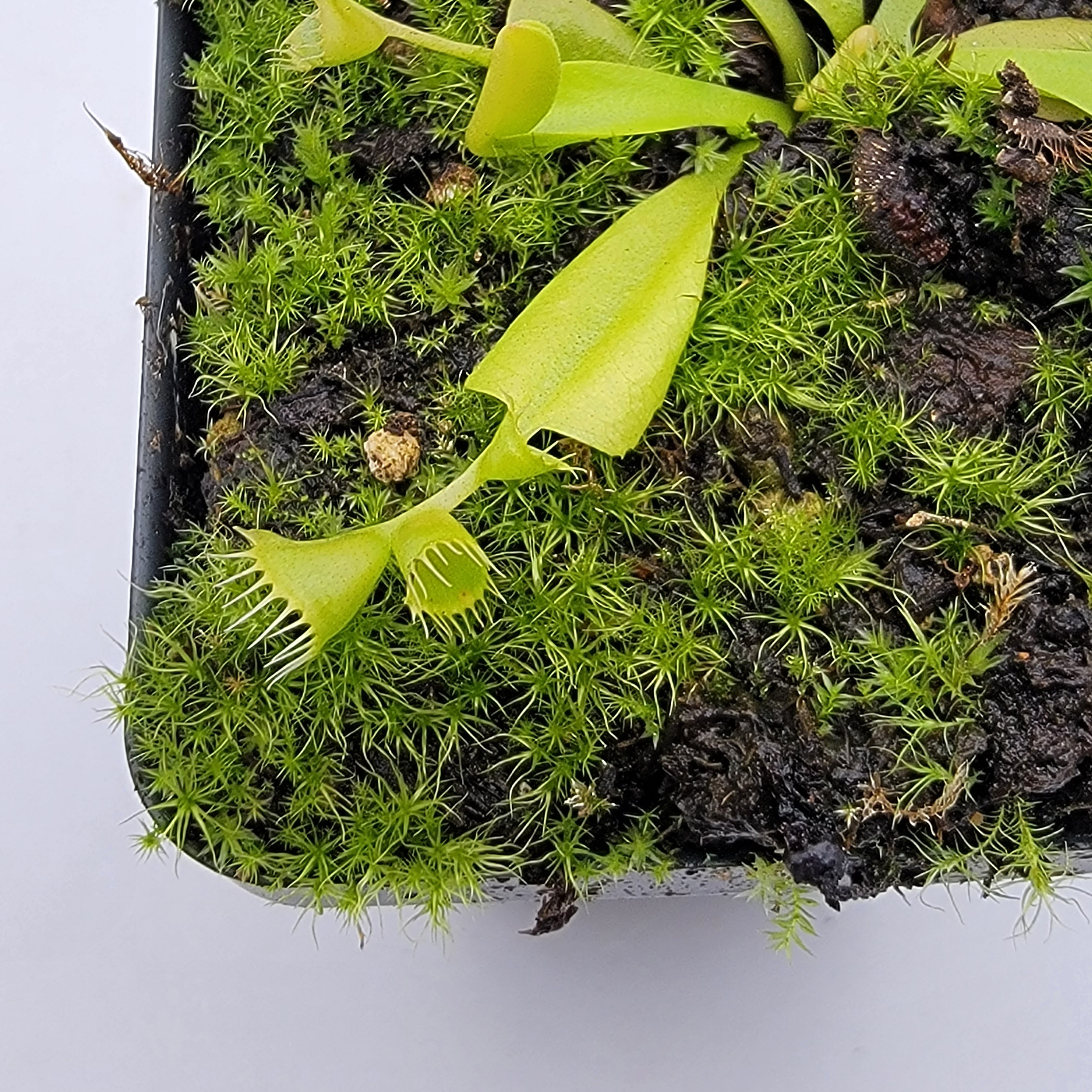 Venus flytrap (Dionaea muscipula) 'Double Trouble' - Rainbow Carnivorous Plants LLC