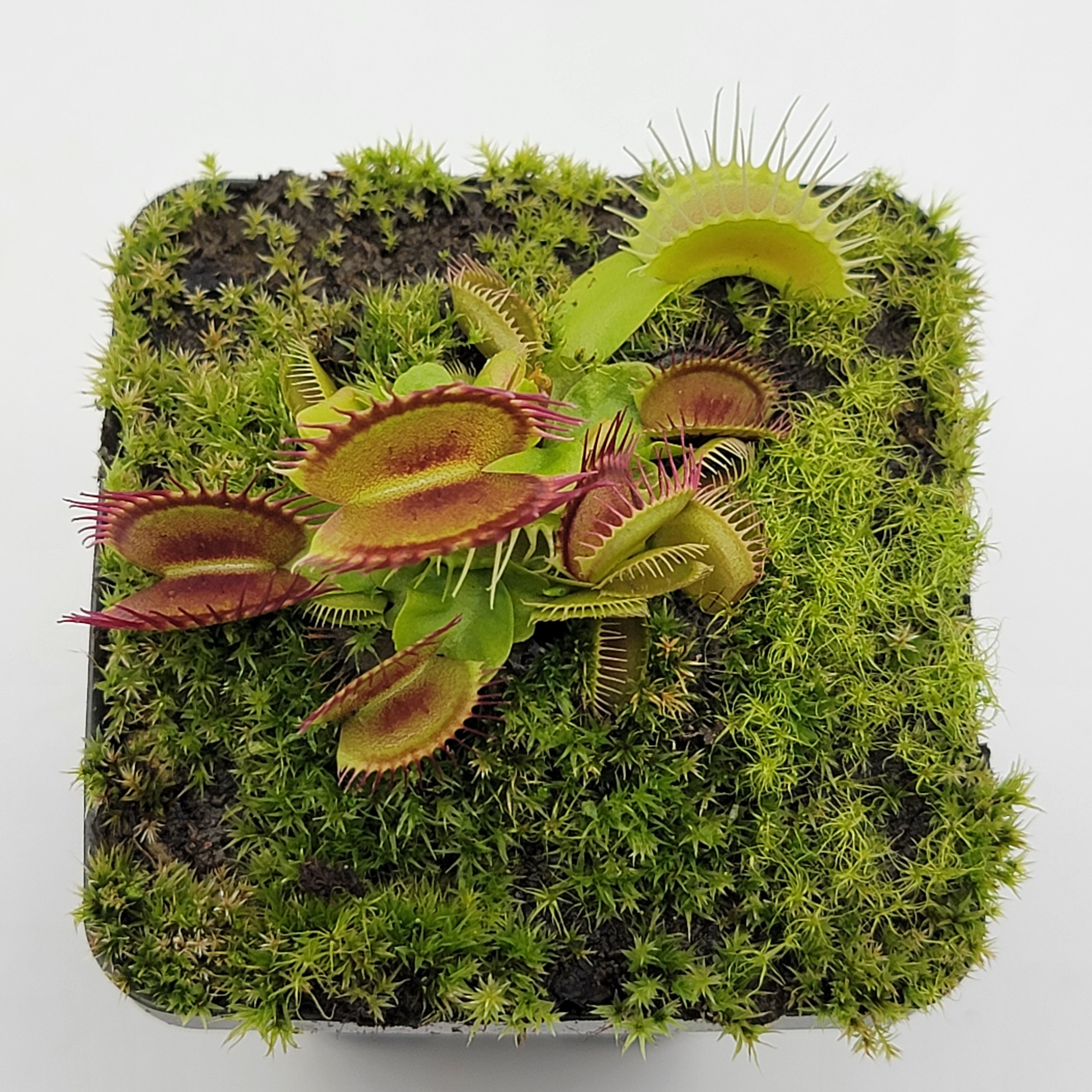 Venus flytrap (Dionaea muscipula) 'Fangzahn' - Rainbow Carnivorous Plants LLC
