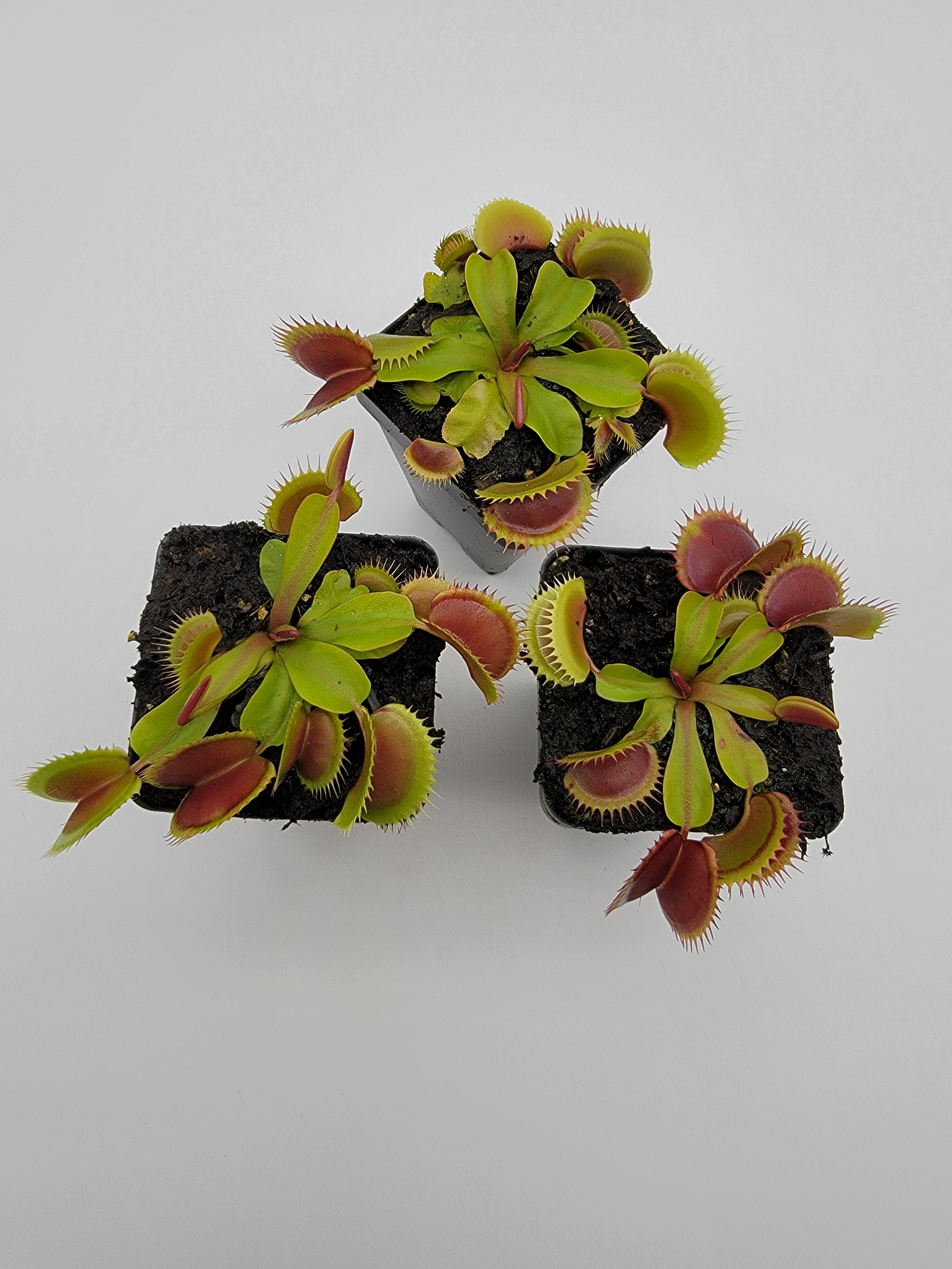 Venus flytrap (Dionaea muscipula) 'FTS Flaming Lips' - Rainbow Carnivorous Plants LLC
