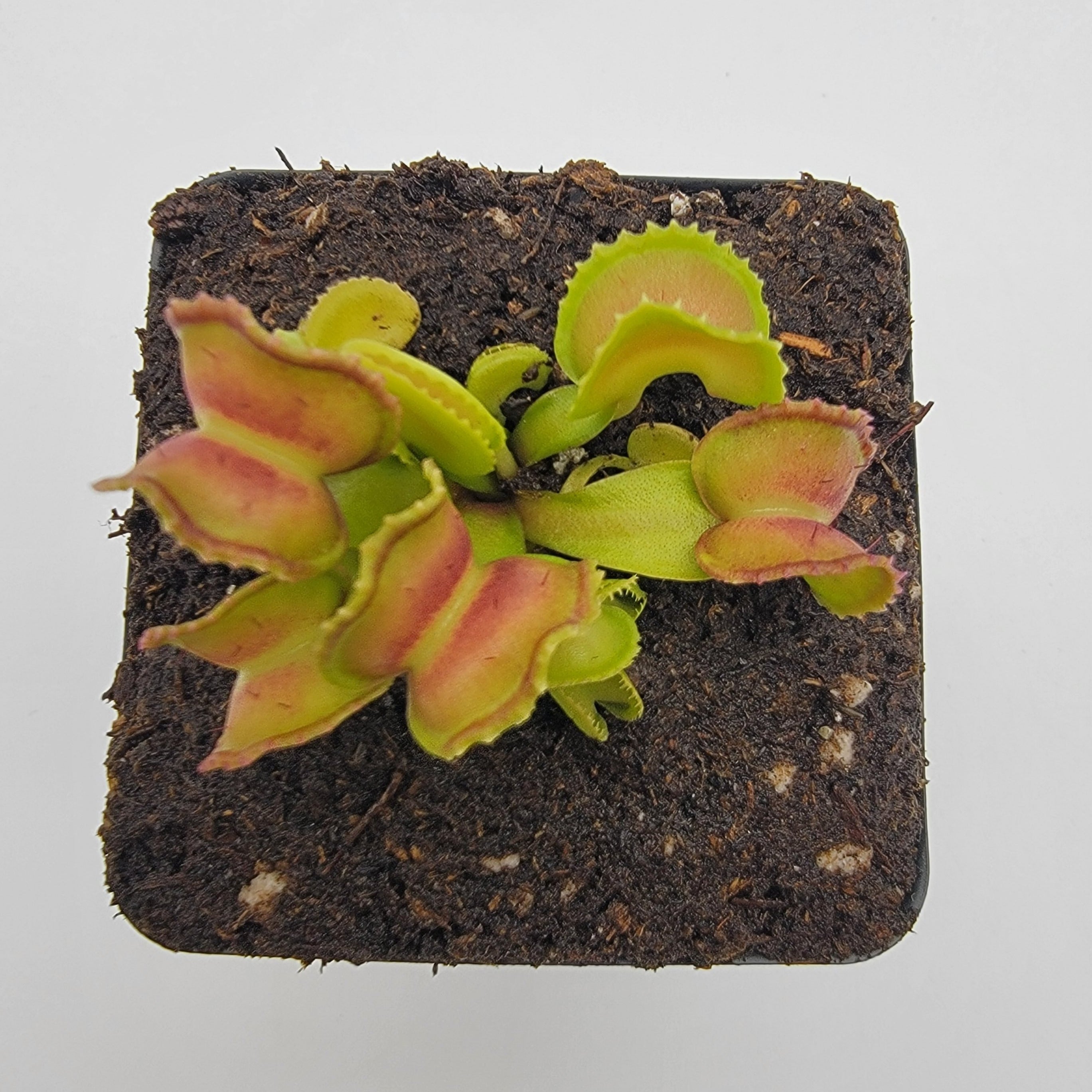 Venus flytrap (Dionaea muscipula) "GJ Giant Cudo" - Rainbow Carnivorous Plants LLC