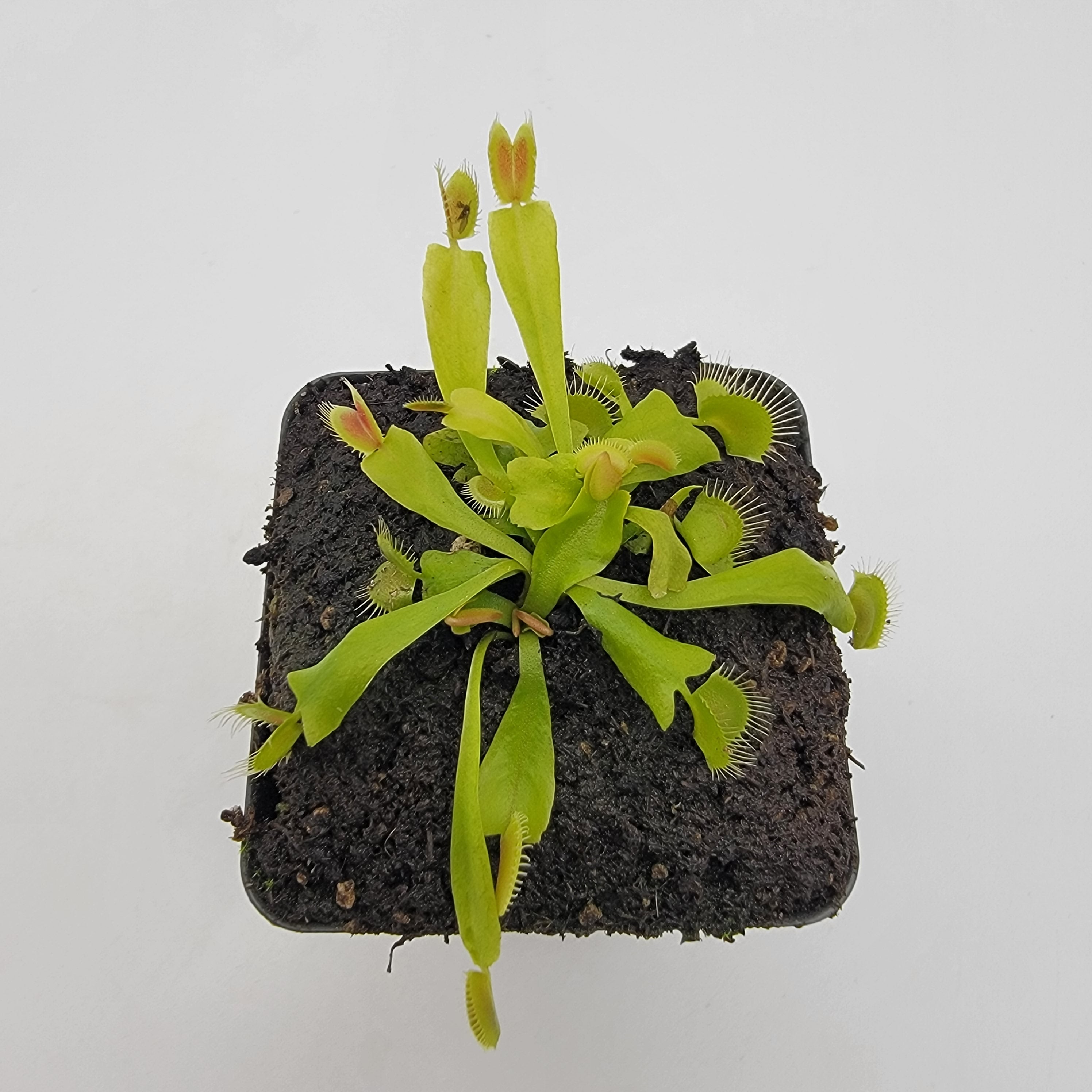 Venus flytrap (Dionaea muscipula) 'GJ Phalanx' | Venus flytrap