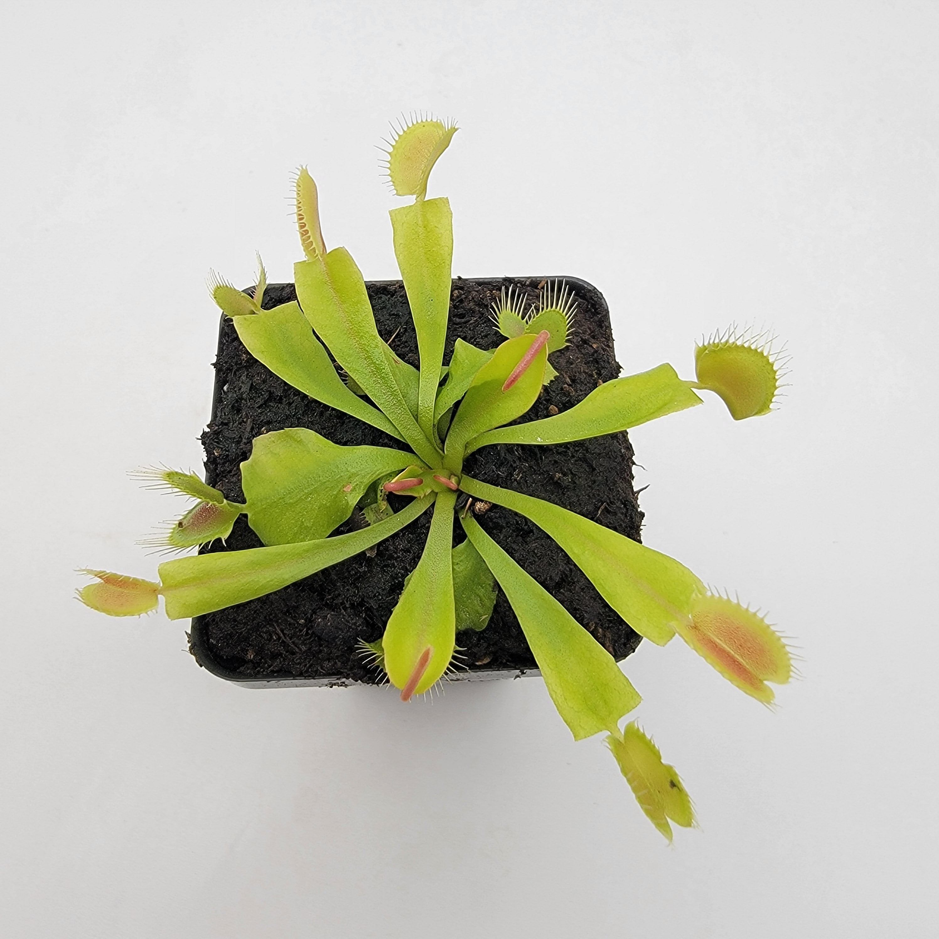 Venus flytrap (Dionaea muscipula) 'GJ Phalanx' - Rainbow Carnivorous Plants LLC