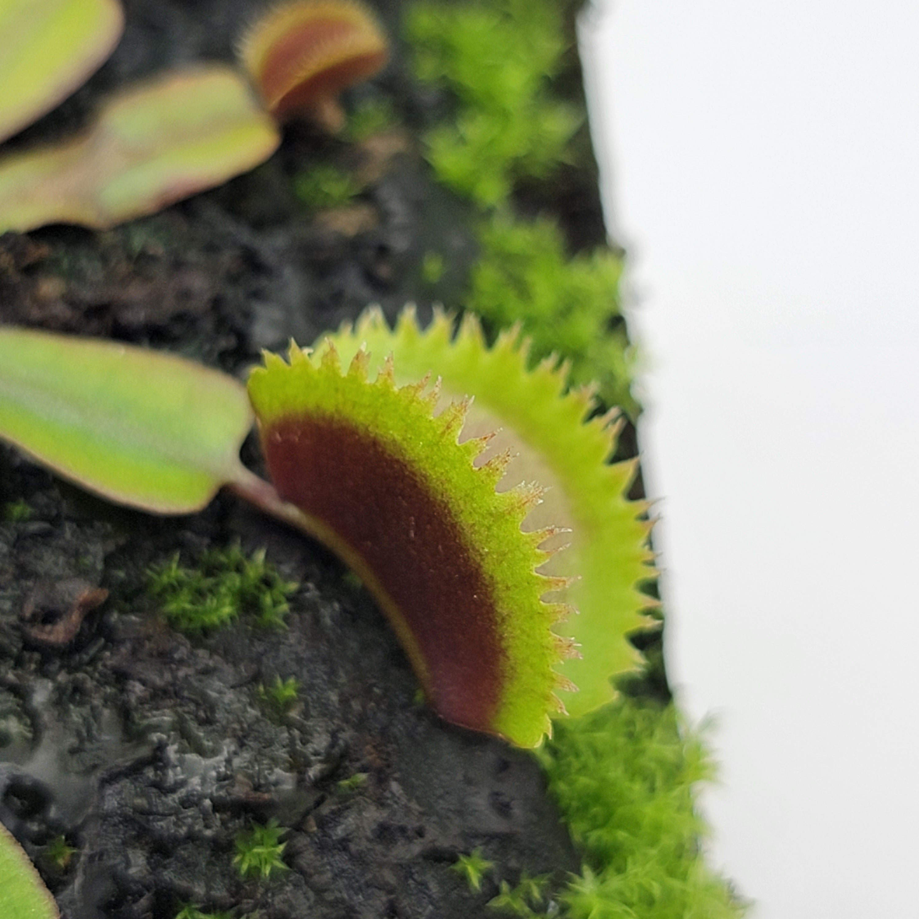 Venus flytrap (Dionaea muscipula)  "Green midnight" - Rainbow Carnivorous Plants LLC