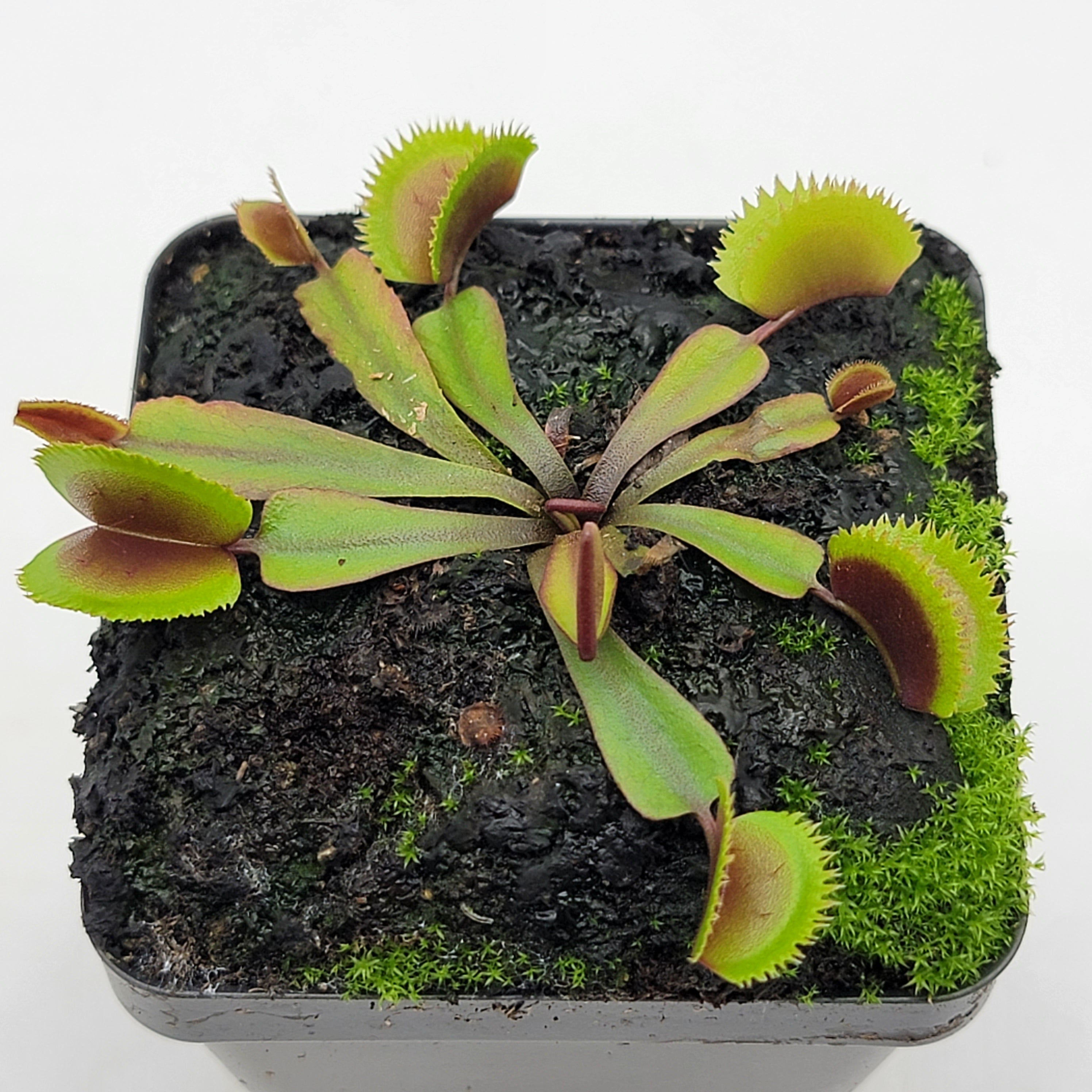 Venus flytrap (Dionaea muscipula)  "Green midnight" - Rainbow Carnivorous Plants LLC