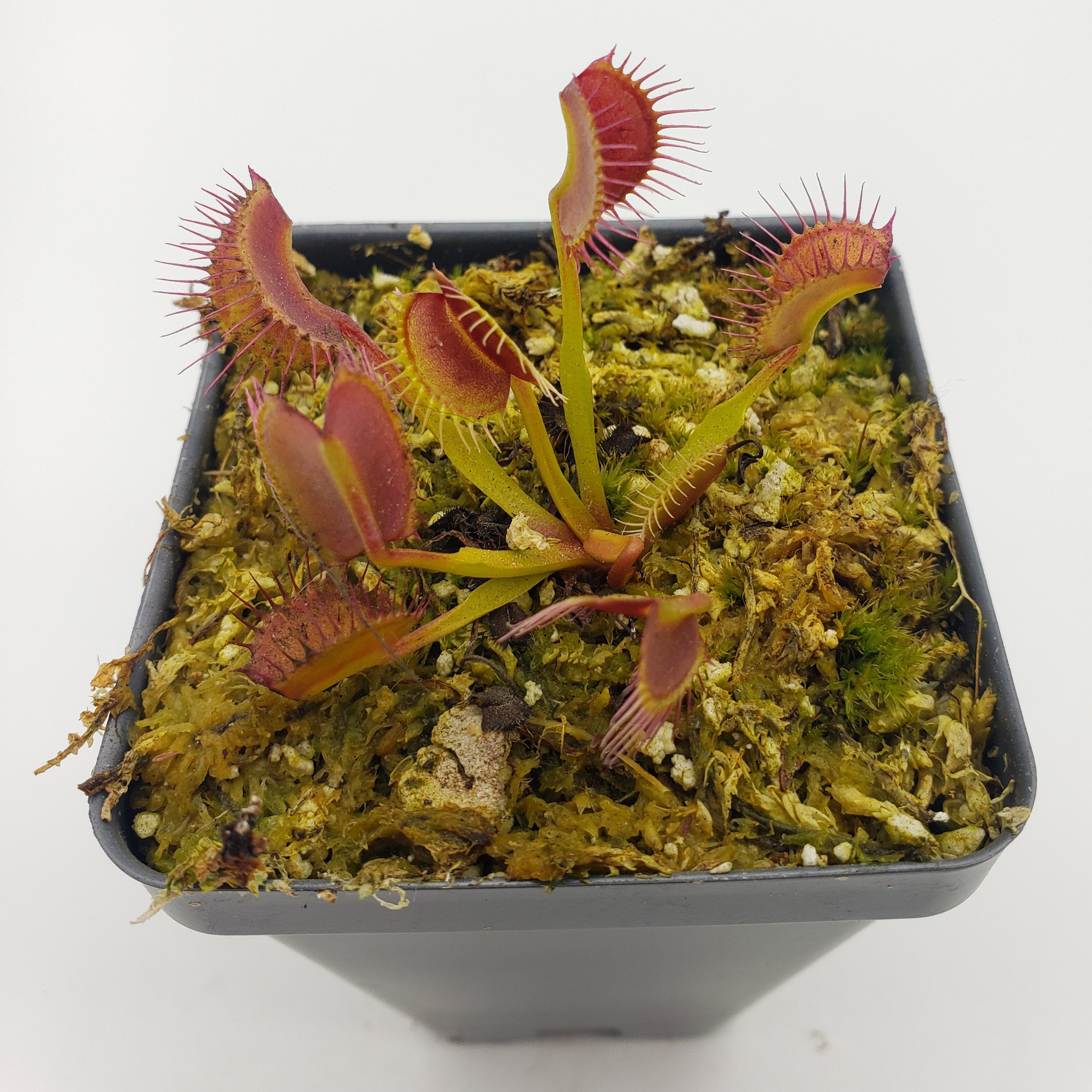 Venus flytrap (Dionaea muscipula) 'Kayan' - Rainbow Carnivorous Plants LLC
