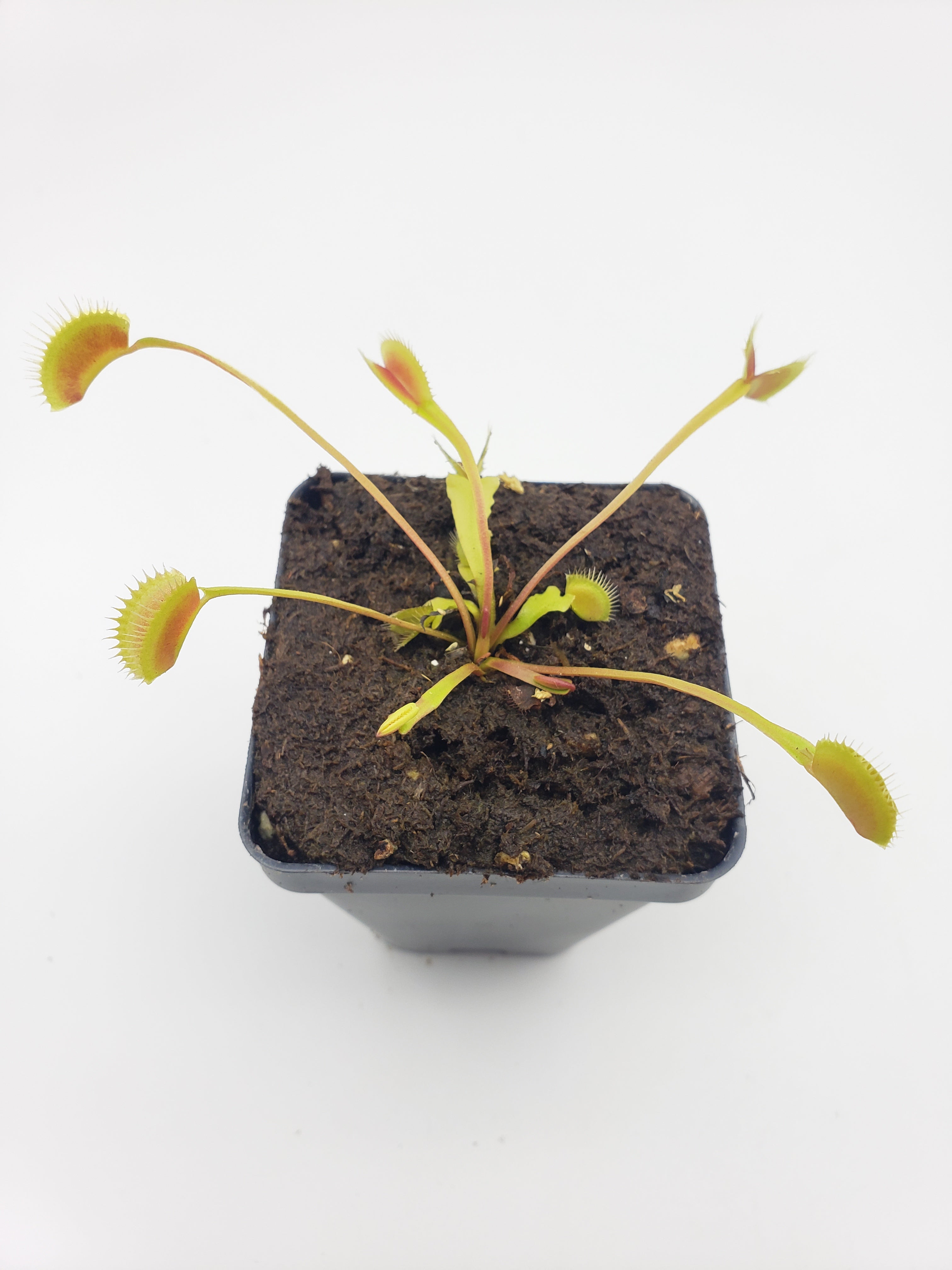 Venus flytrap (Dionaea muscipula) 'La Grosse a Guigui' - Rainbow Carnivorous Plants LLC