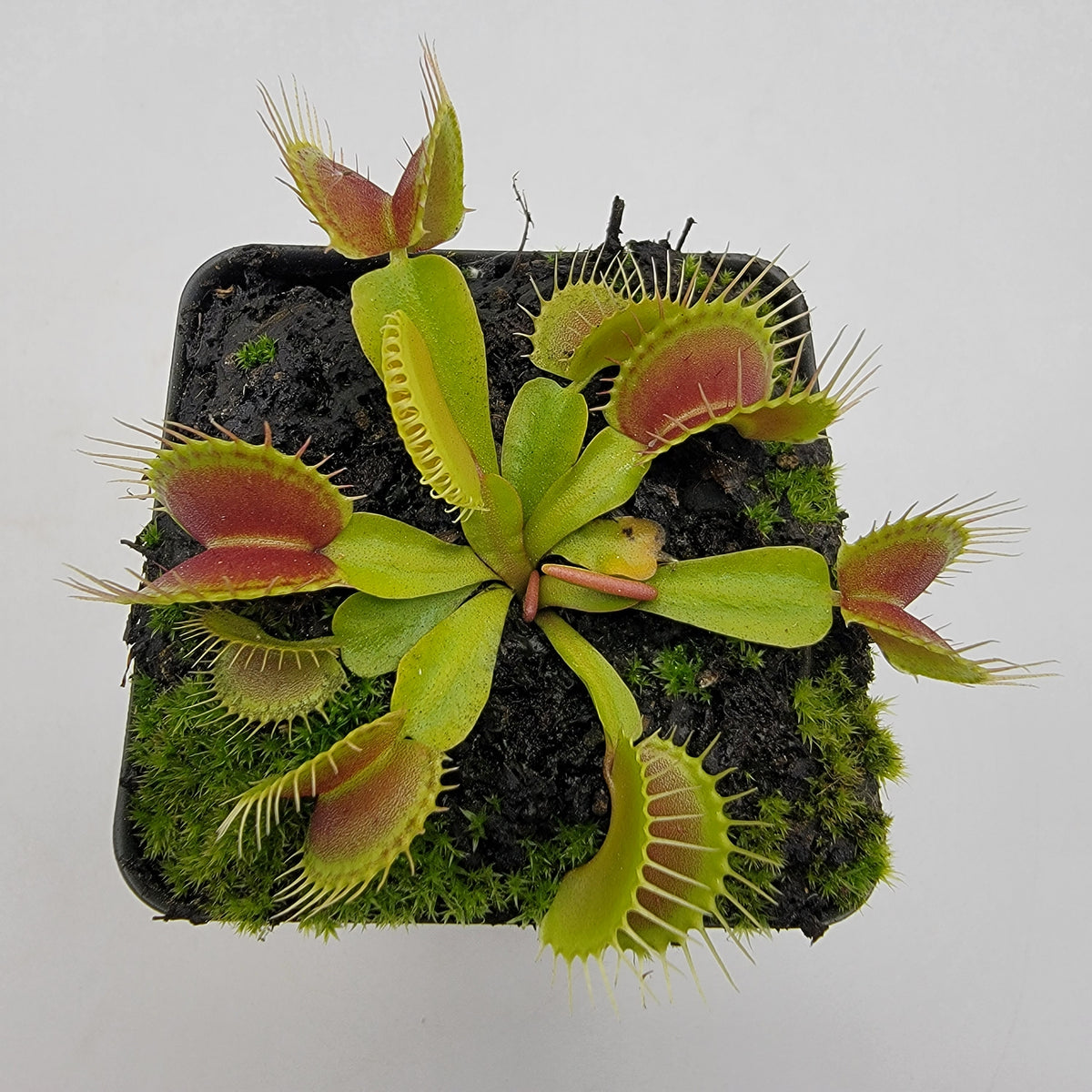 Venus flytrap (Dionaea muscipula) 'Low Giant' x 'Jaws smiley' | Rainbow ...