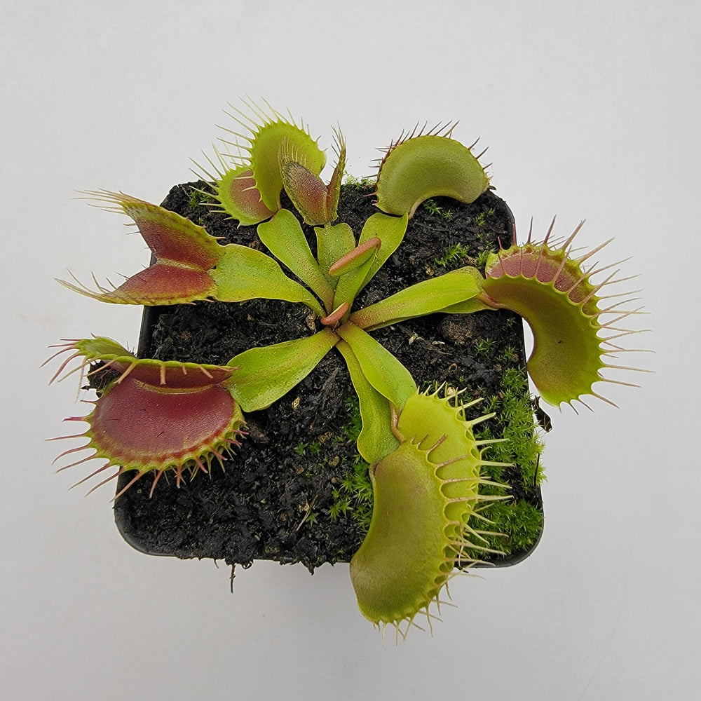 Venus flytrap (Dionaea muscipula) 'Low Giant' x 'Jaws smiley' | Rainbow ...