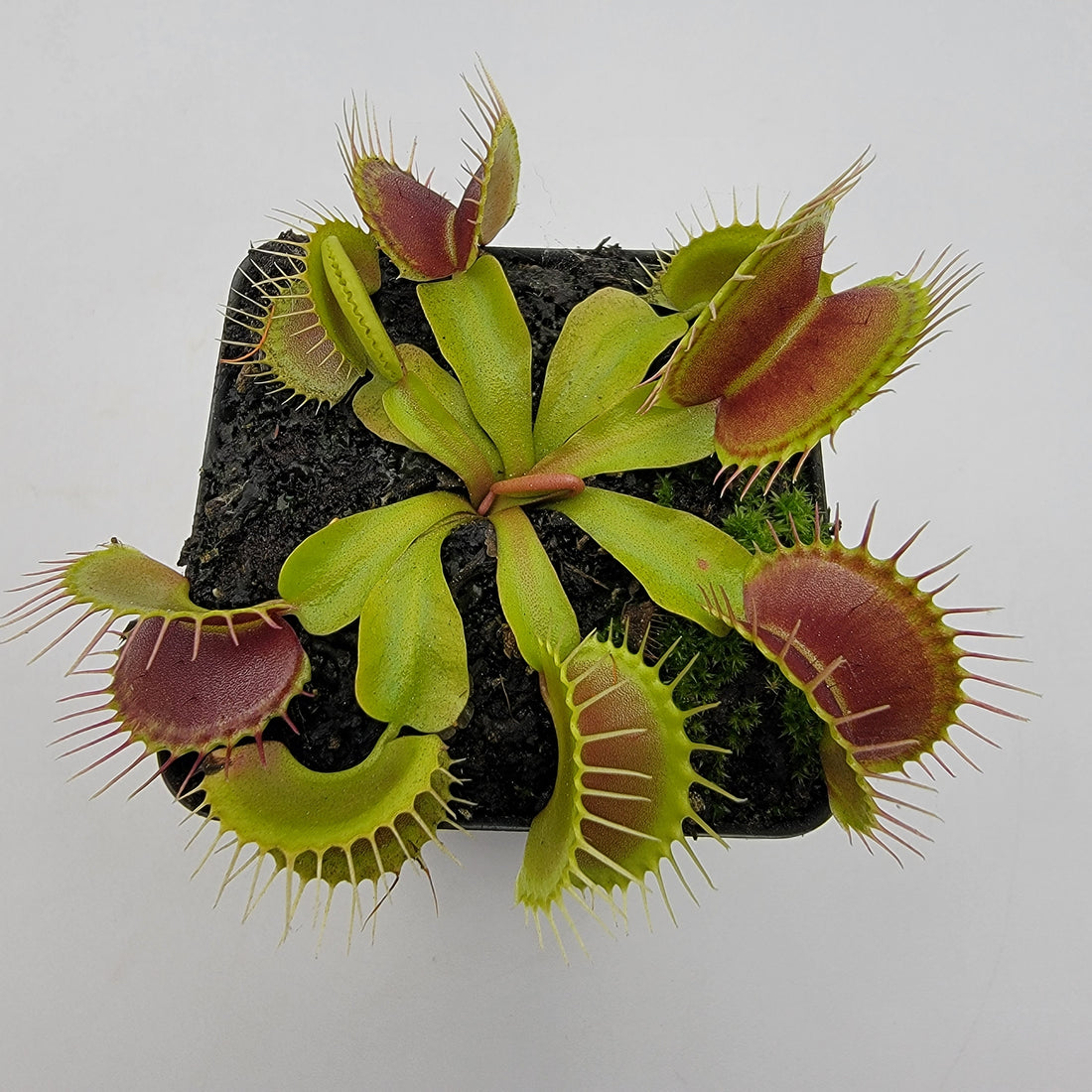 Venus flytrap (Dionaea muscipula) 'Low Giant' x 'Jaws smiley' | Rainbow ...