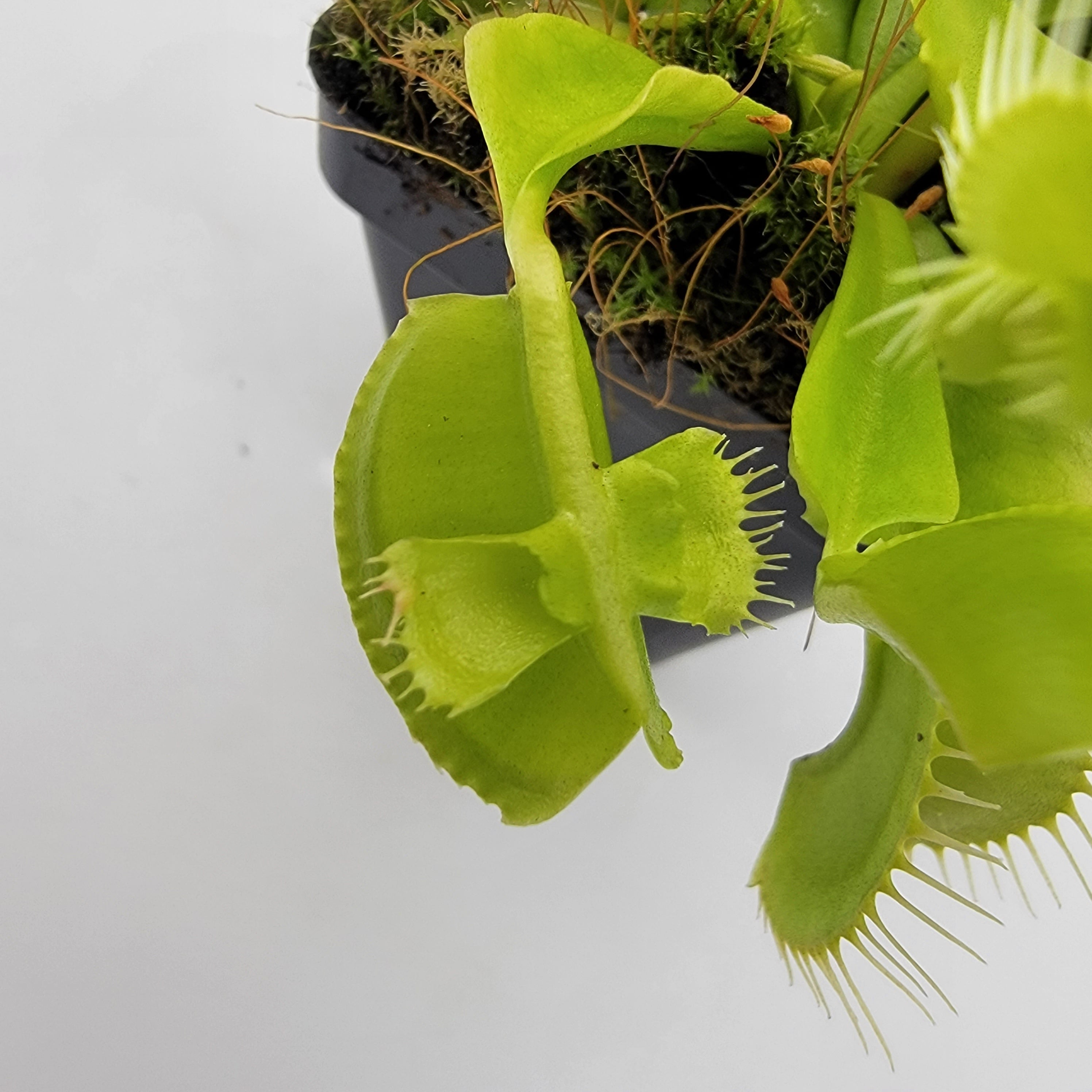 Venus flytrap (Dionaea muscipula) 'Mirror' - Rainbow Carnivorous Plants LLC