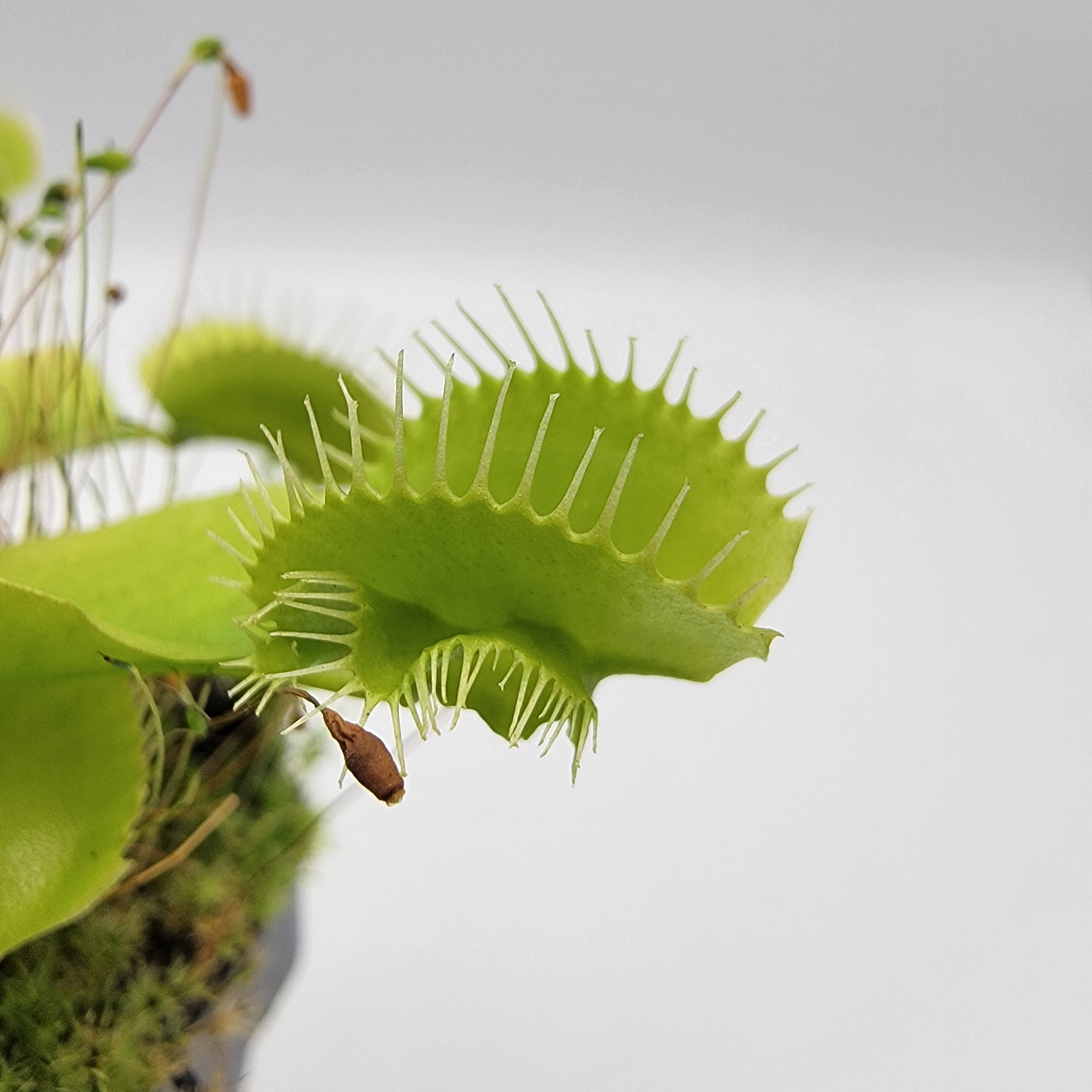 Venus flytrap (Dionaea muscipula) 'Mirror' - Rainbow Carnivorous Plants LLC