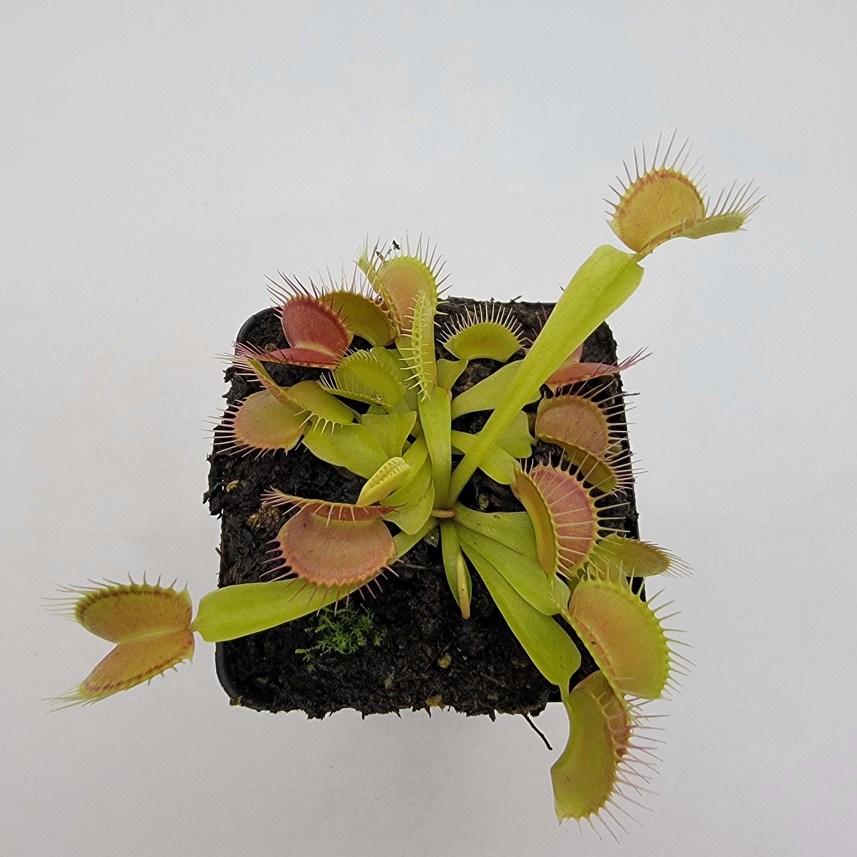 Venus flytrap (Dionaea muscipula) 'Mirror' | Rainbow Carnivorous Plants LLC