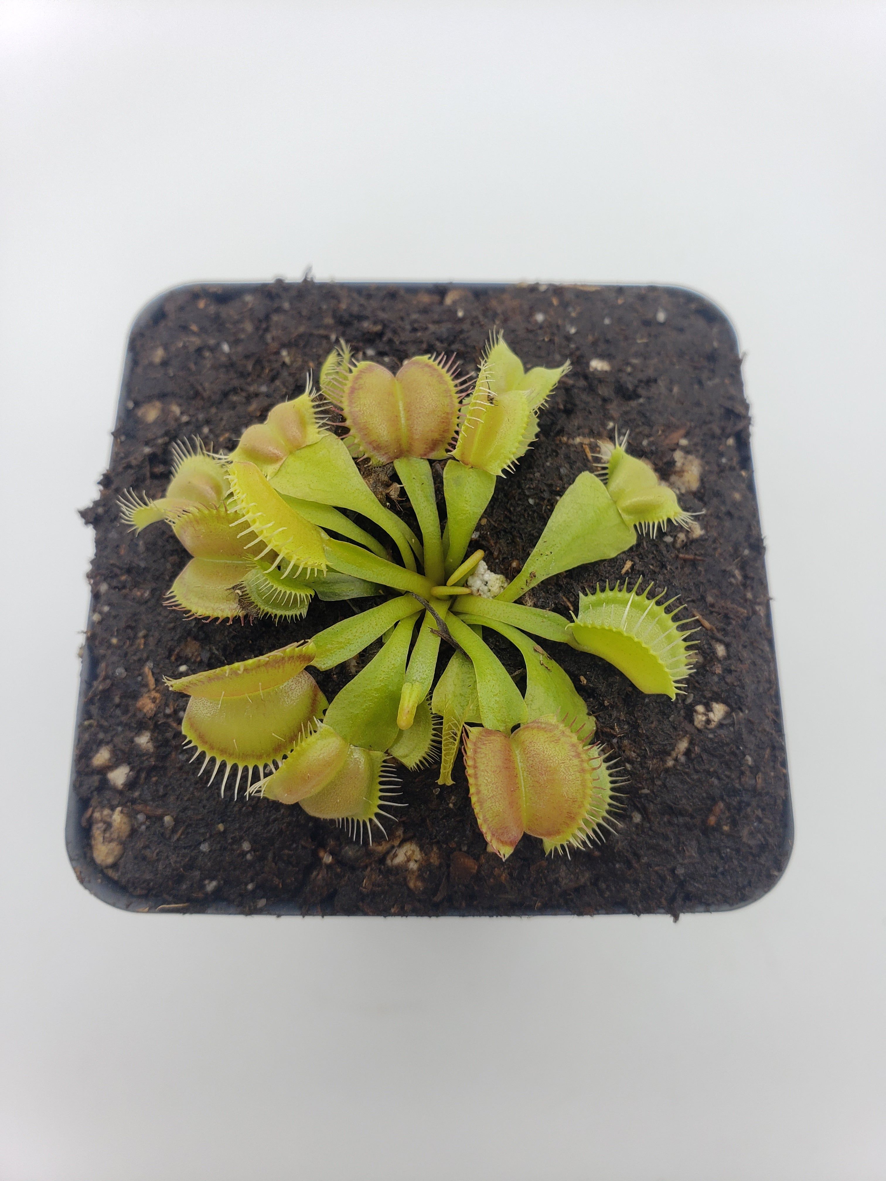 Venus flytrap (Dionaea muscipula) 'Moon trap' - Rainbow Carnivorous Plants LLC