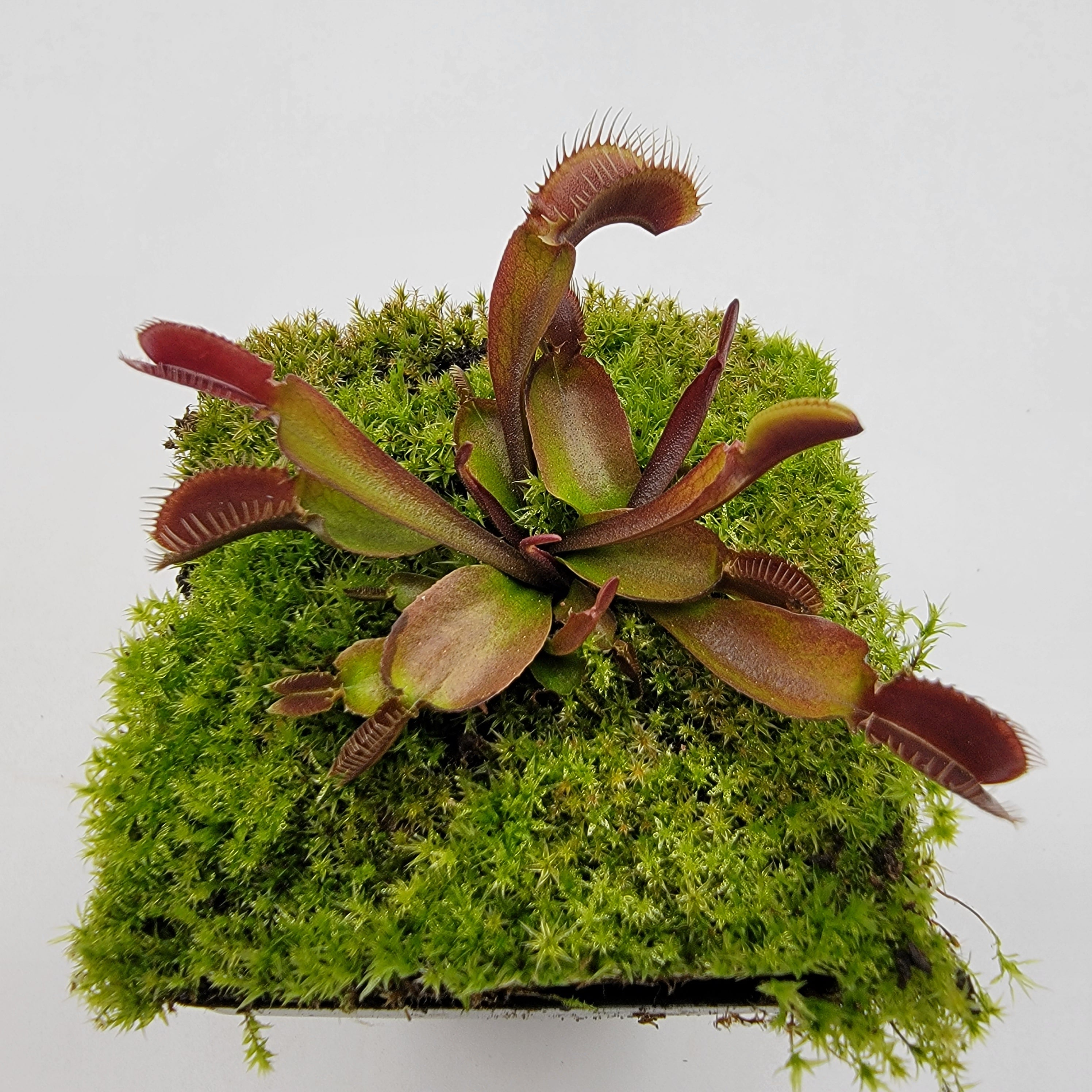 Venus flytrap (Dionaea muscipula) 'Red fused petiole' - Rainbow Carnivorous Plants LLC