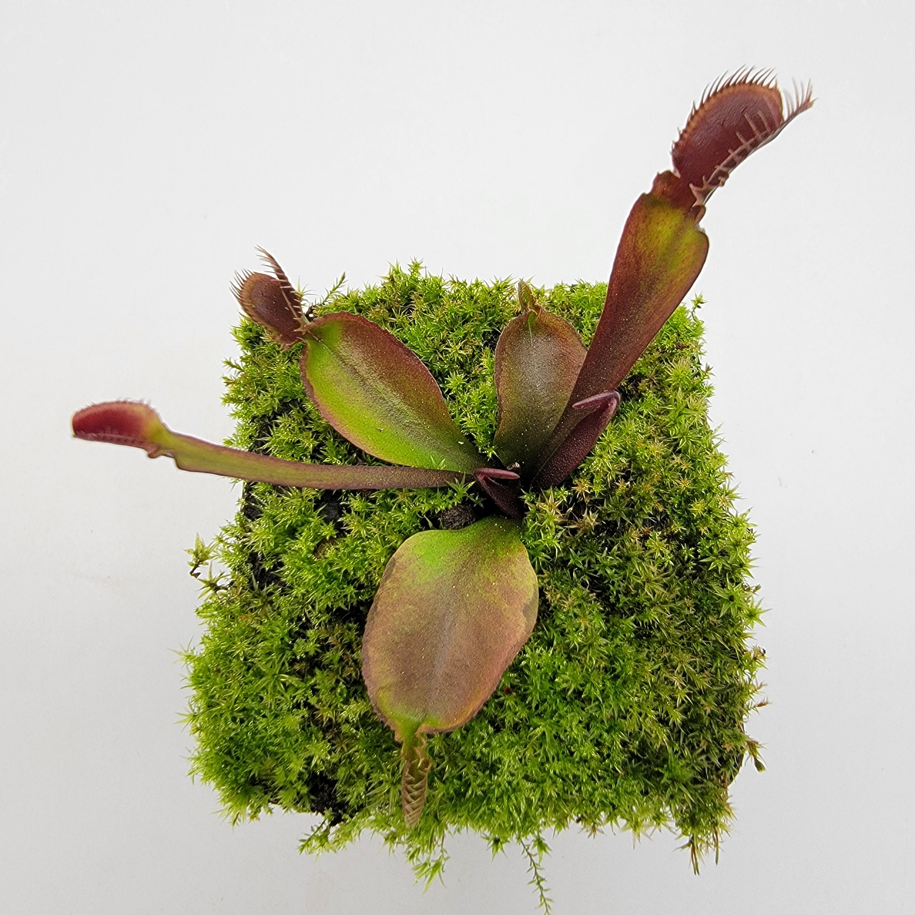 Venus flytrap (Dionaea muscipula) 'Red fused petiole' - Rainbow Carnivorous Plants LLC