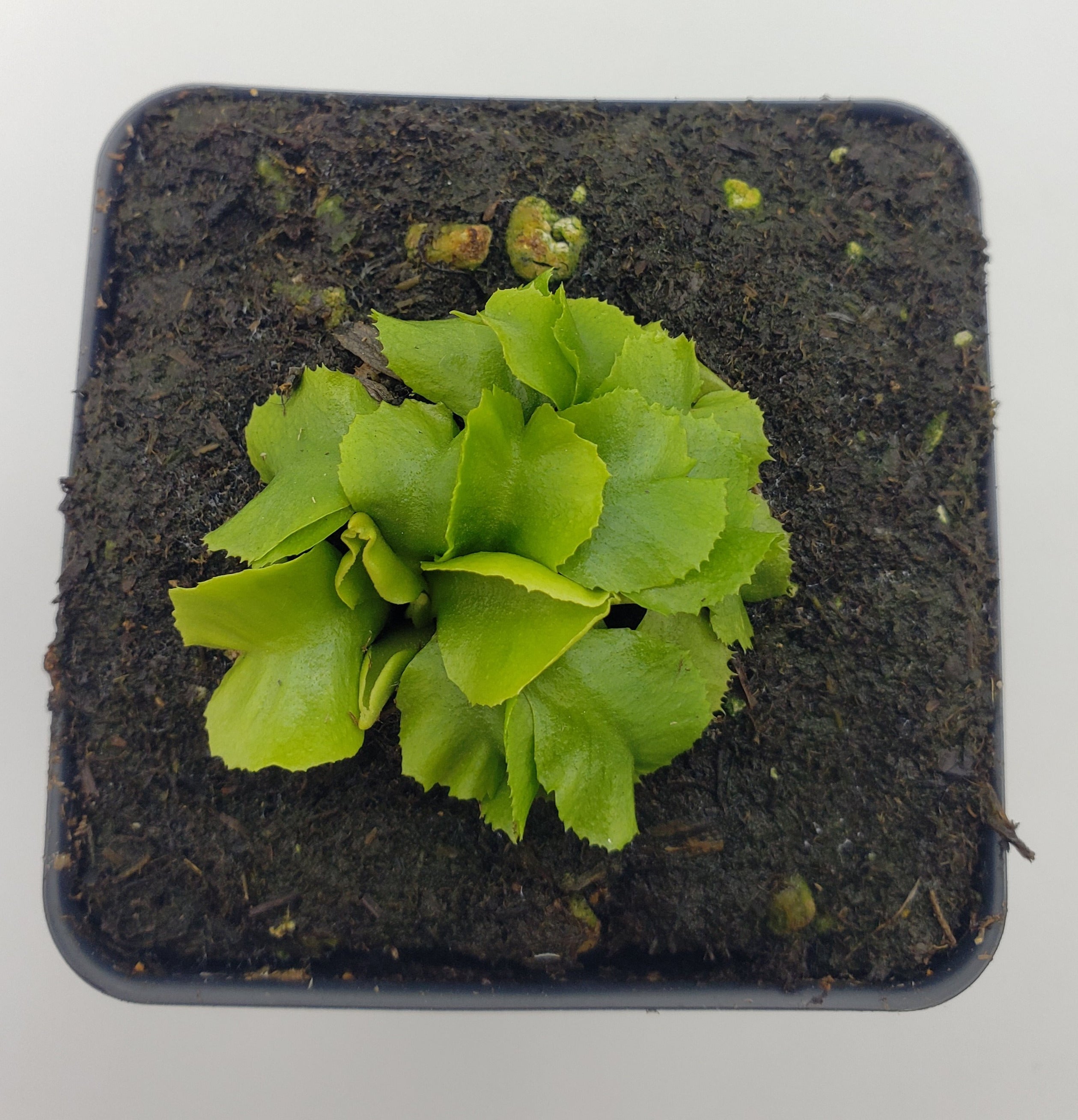 Venus flytrap (Dionaea muscipula) 'GJ Rose' - Rainbow Carnivorous Plants LLC