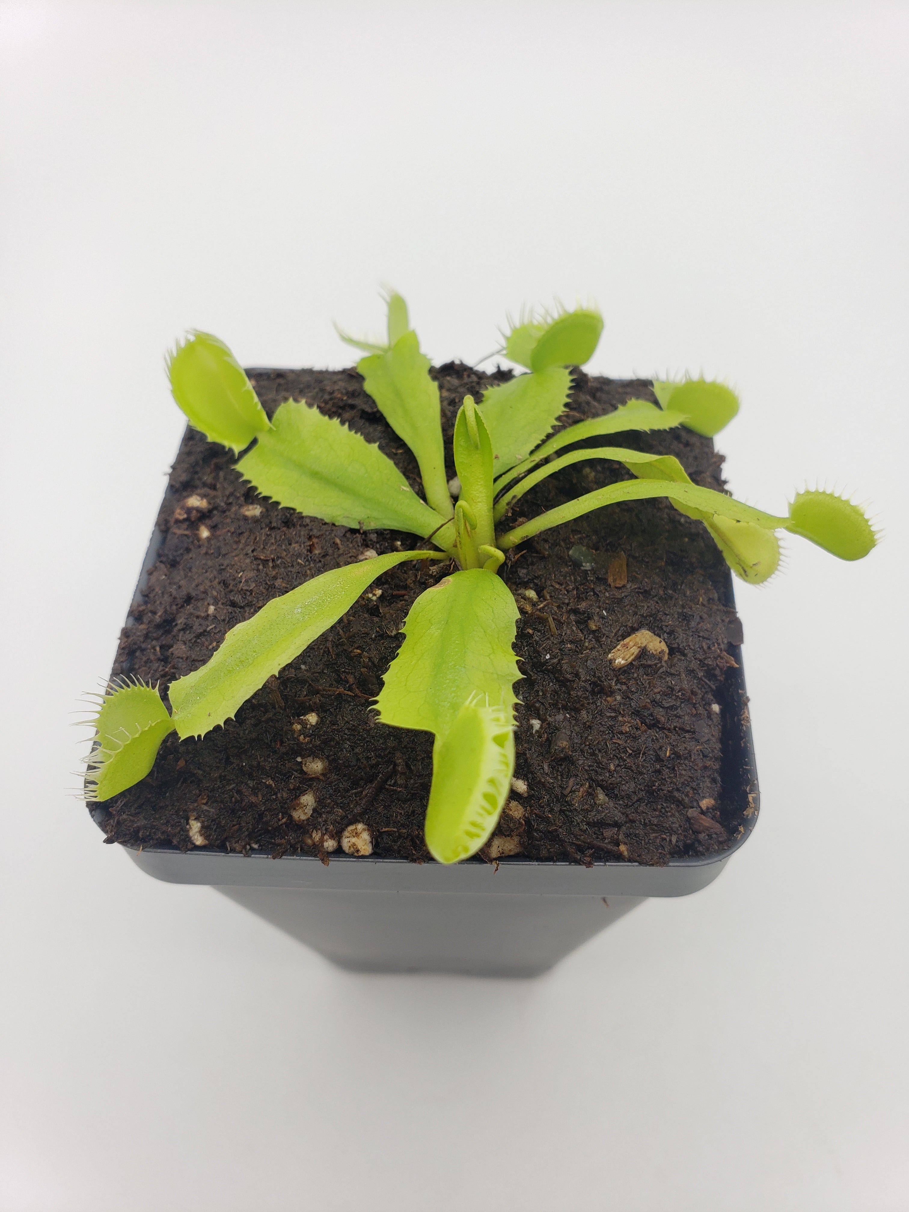 Venus flytrap (Dionaea muscipula) 'Triton' - Rainbow Carnivorous Plants LLC