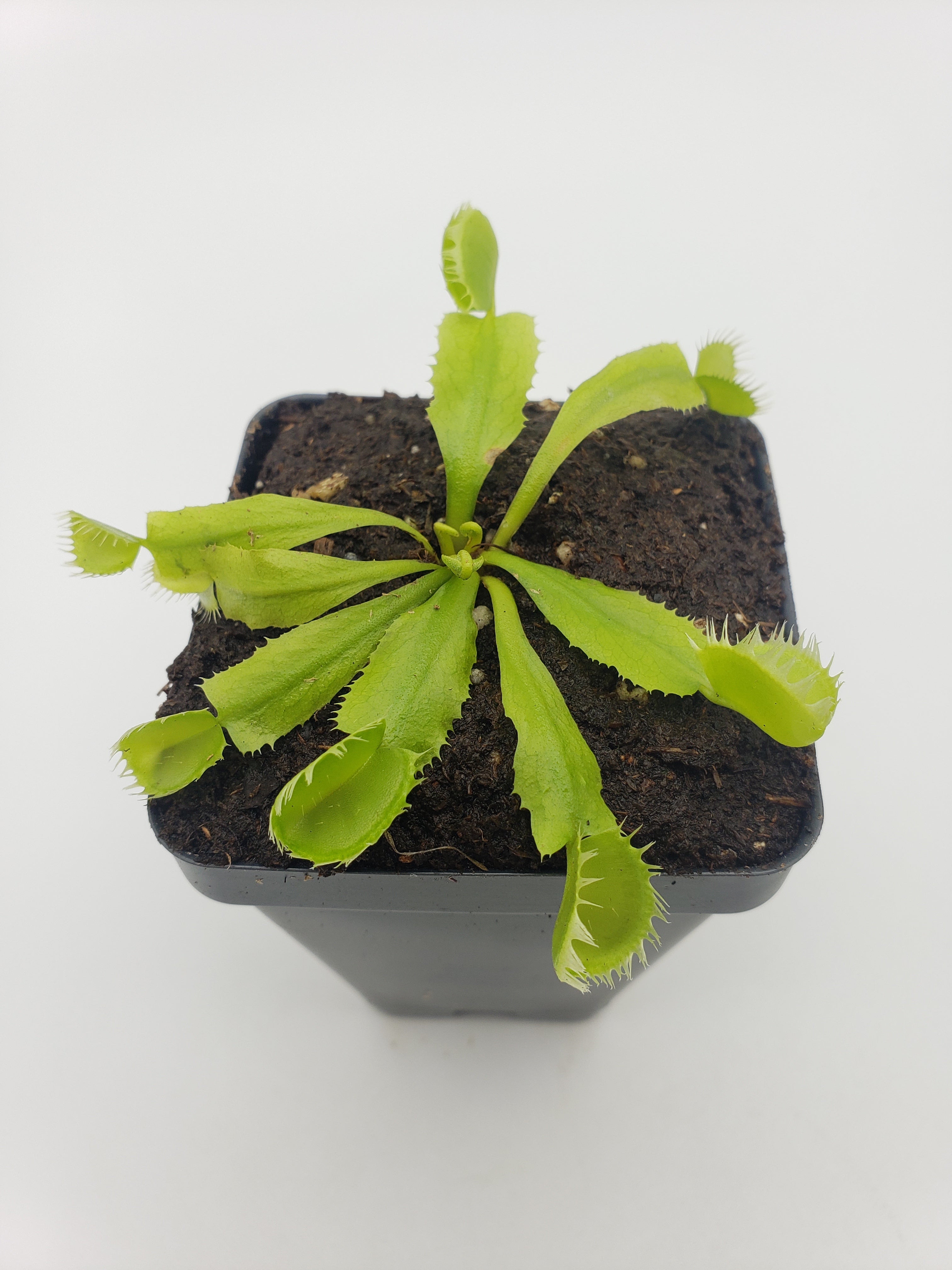 Venus flytrap (Dionaea muscipula) 'Triton' - Rainbow Carnivorous Plants LLC