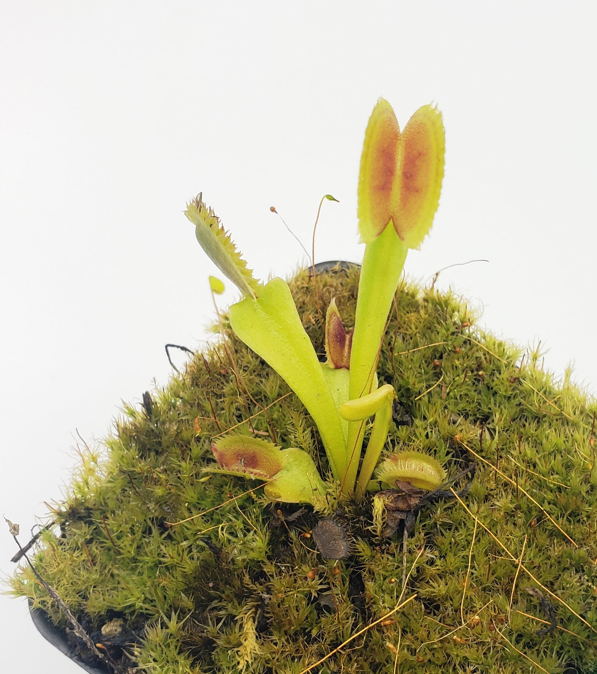 Venus flytrap (Dionaea muscipula) "Vitiligo" - Rainbow Carnivorous Plants LLC