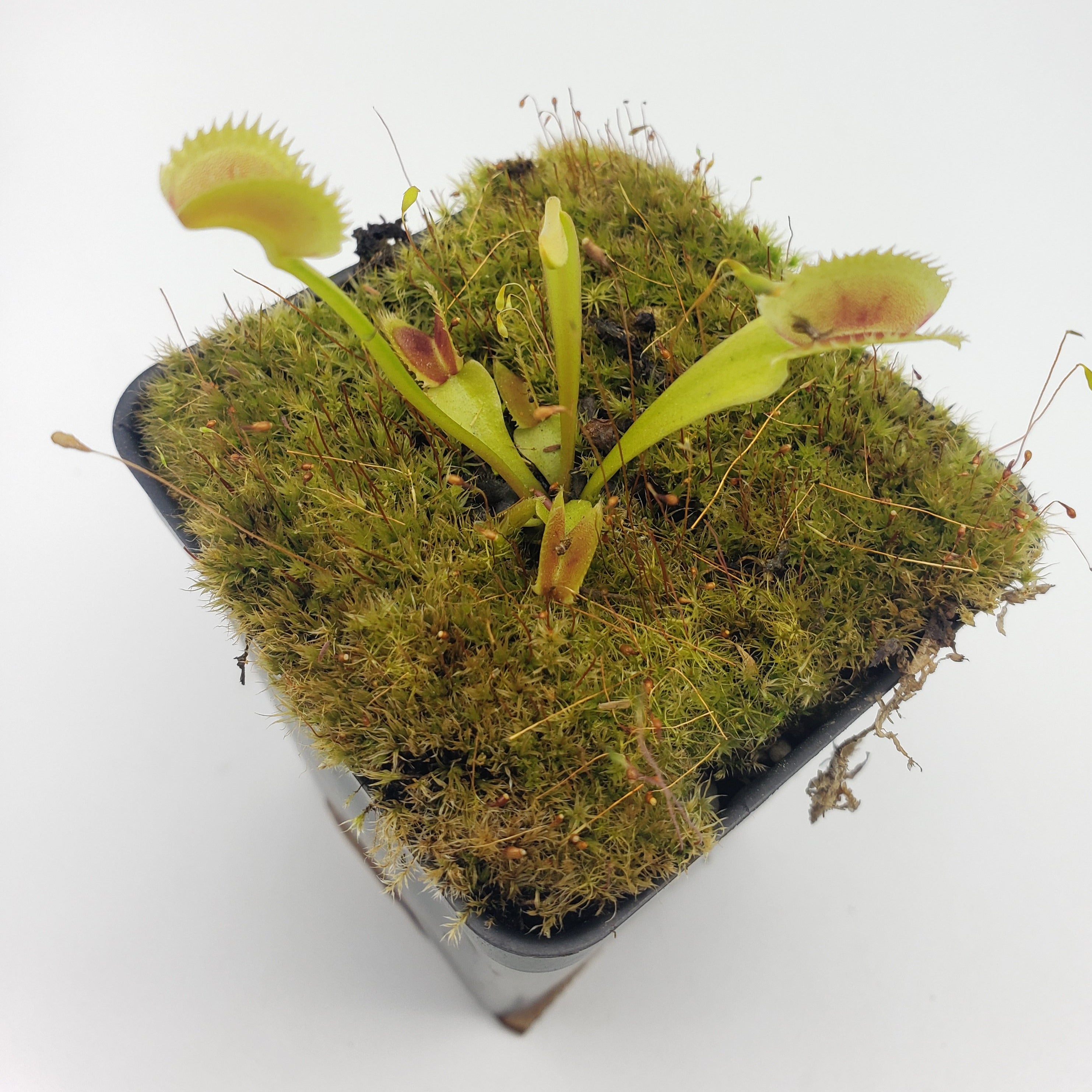 Venus flytrap (Dionaea muscipula) "Vitiligo" - Rainbow Carnivorous Plants LLC