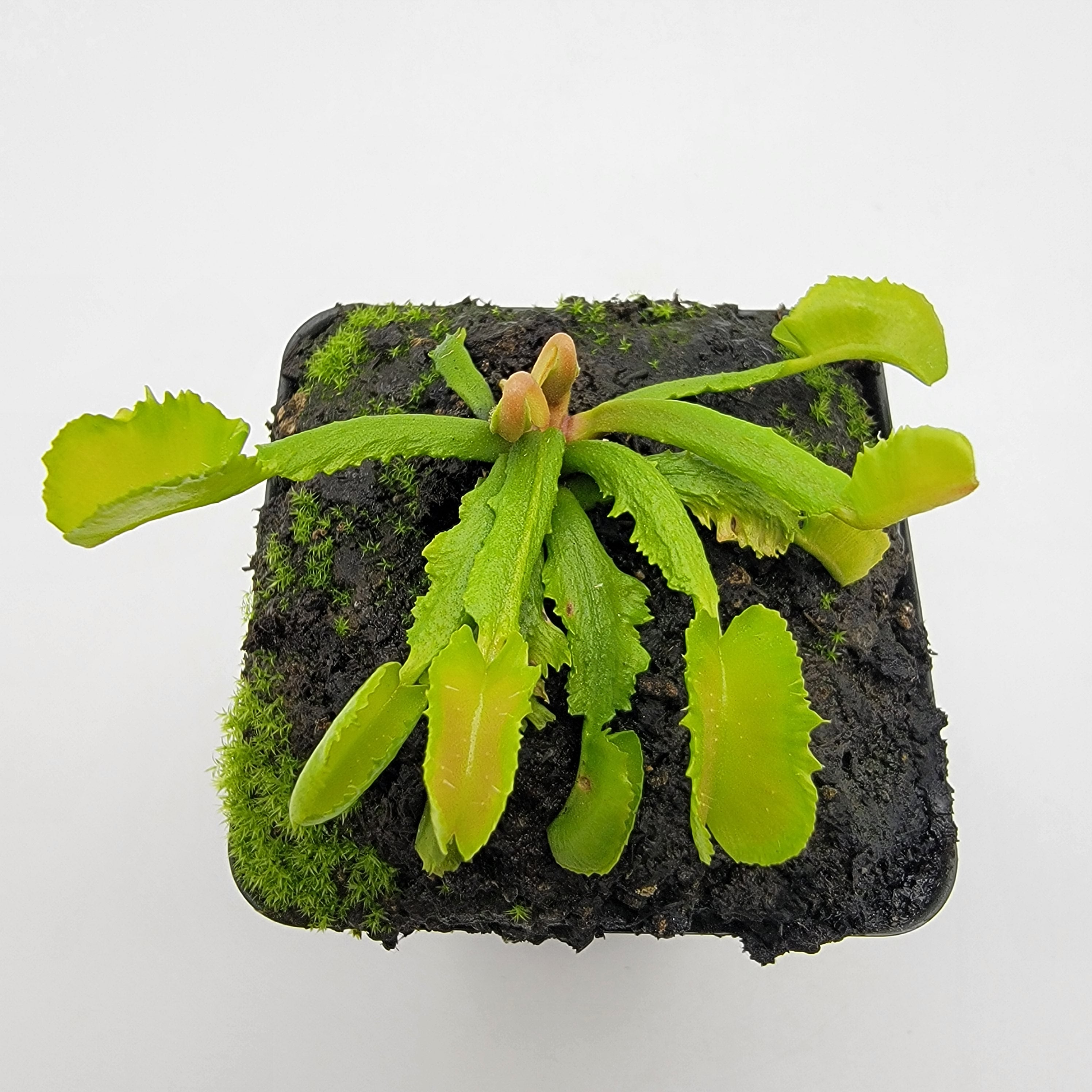 Venus flytrap (Dionaea muscipula) 'Wacky Traps' - Rainbow Carnivorous Plants LLC