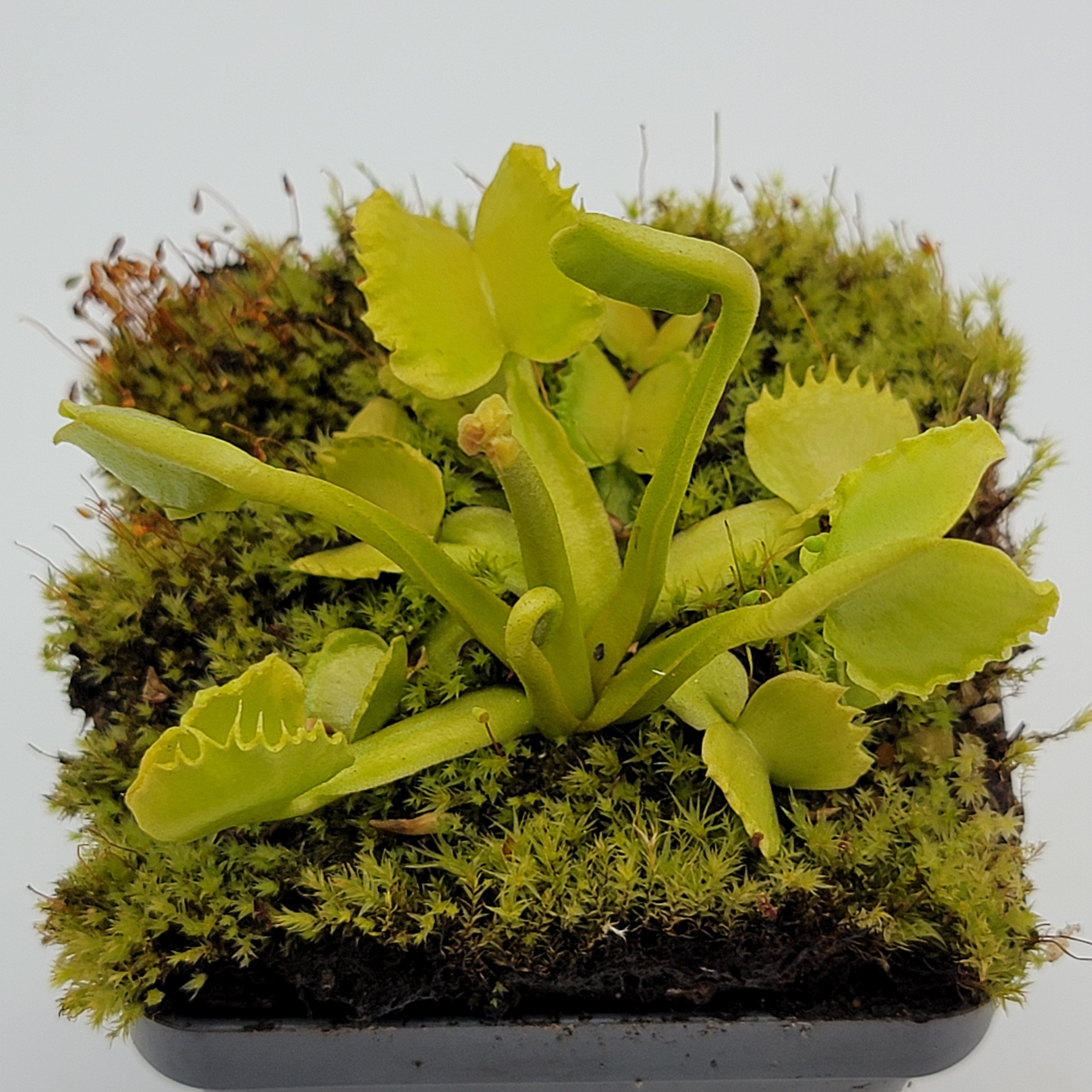 Venus flytrap (Dionaea muscipula) 'Werewolf' - Rainbow Carnivorous Plants LLC