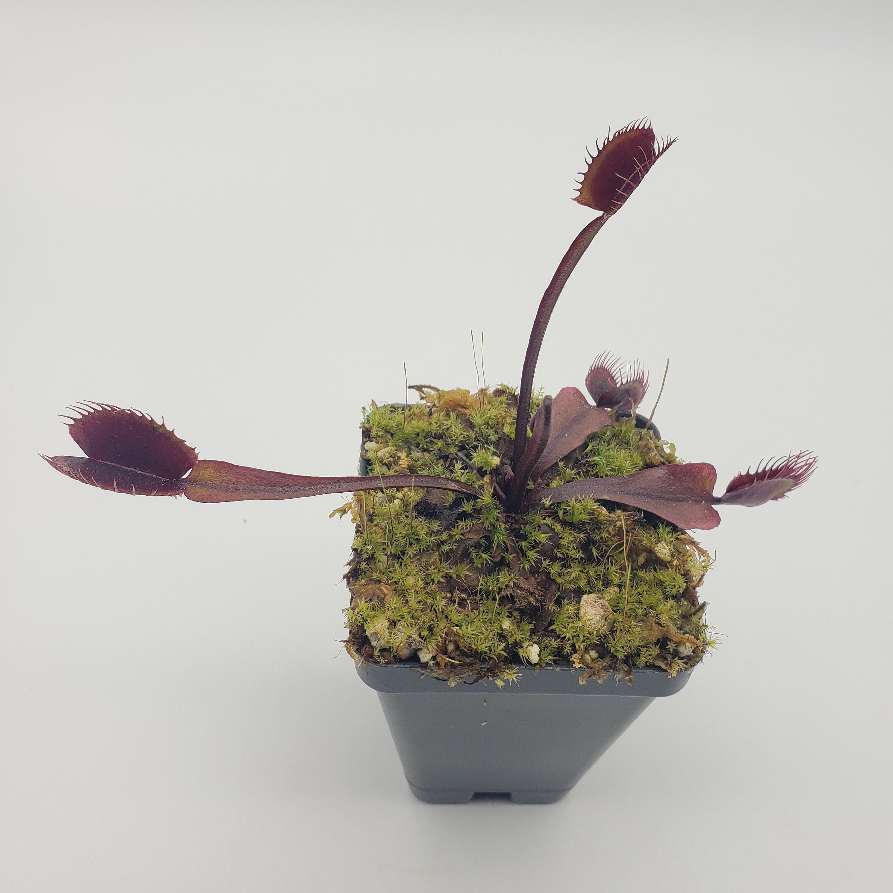 Venus flytrap (Dionaea muscipula) "Akai Ryu" - Rainbow Carnivorous Plants LLC