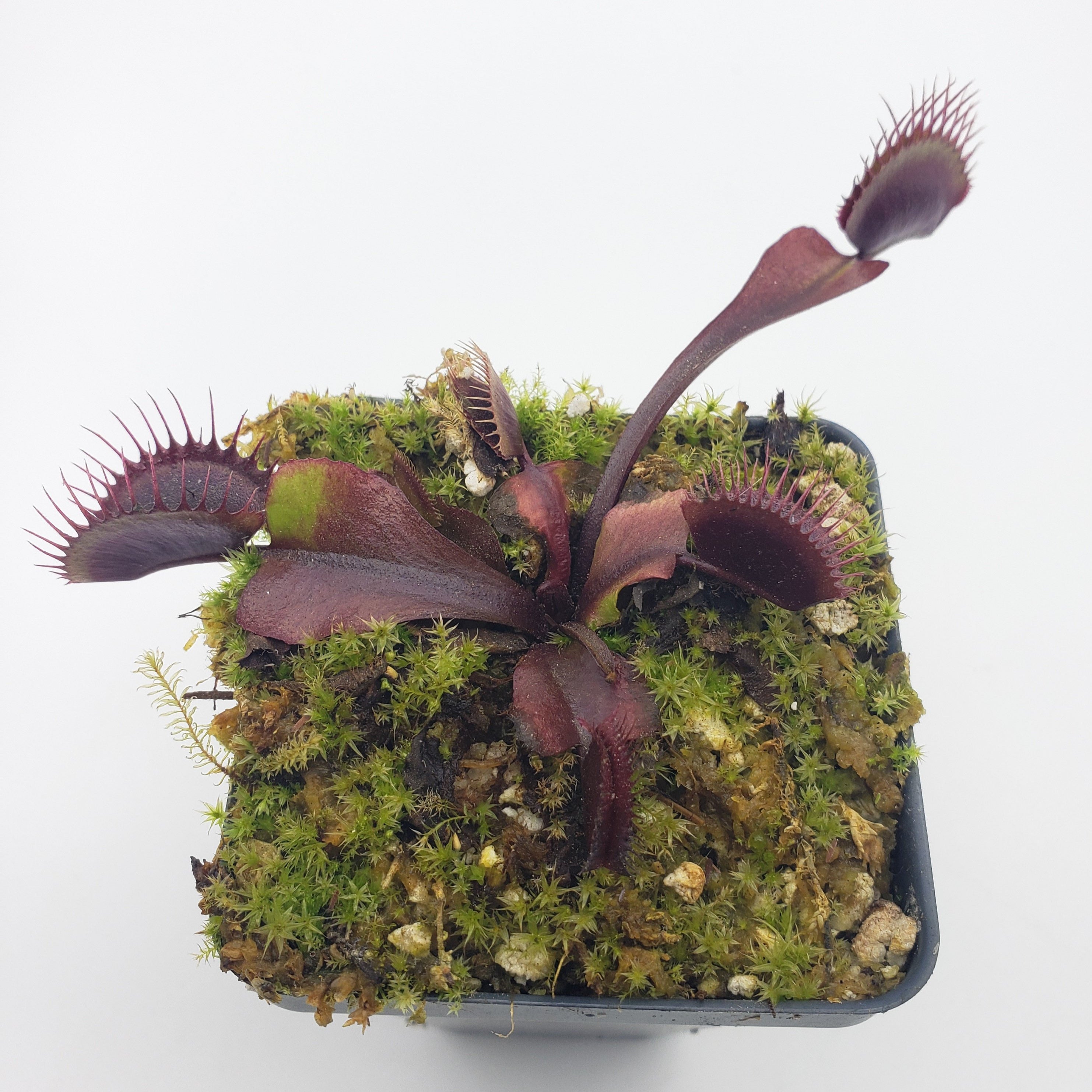 Venus flytrap (Dionaea muscipula) "Akai Ryu" - Rainbow Carnivorous Plants LLC