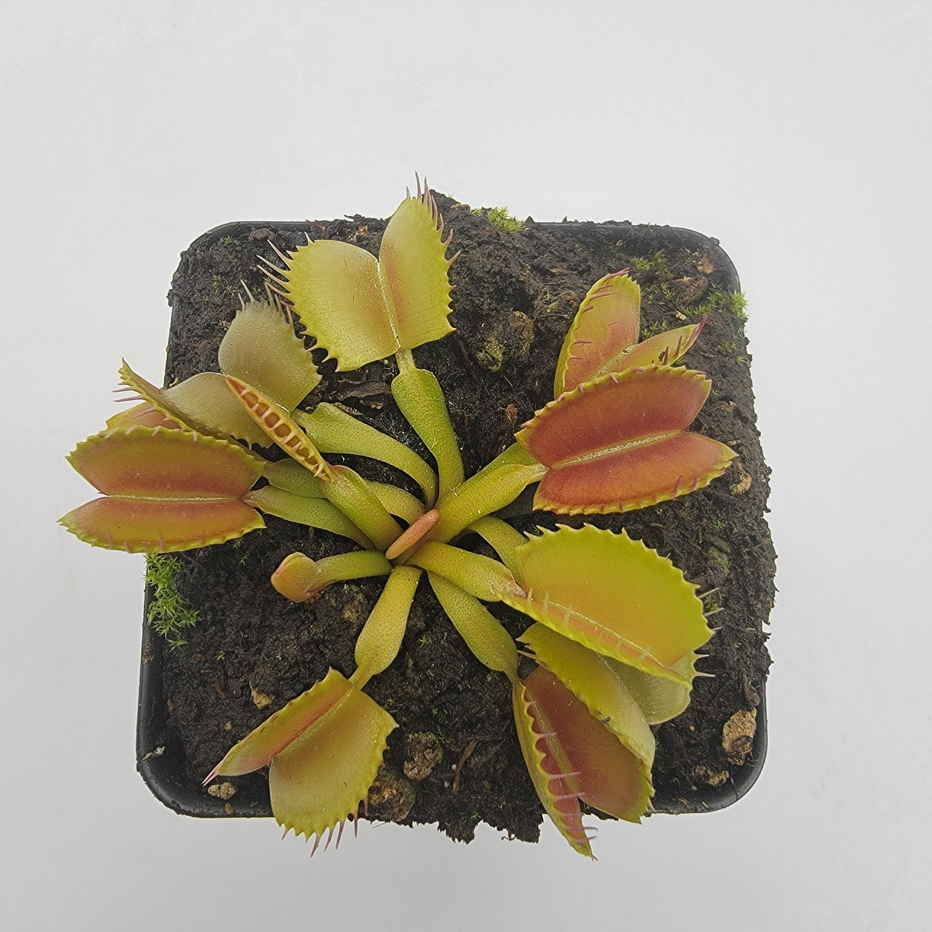 Venus flytrap (Dionaea muscipula) 'Belzebùb' - Rainbow Carnivorous Plants LLC