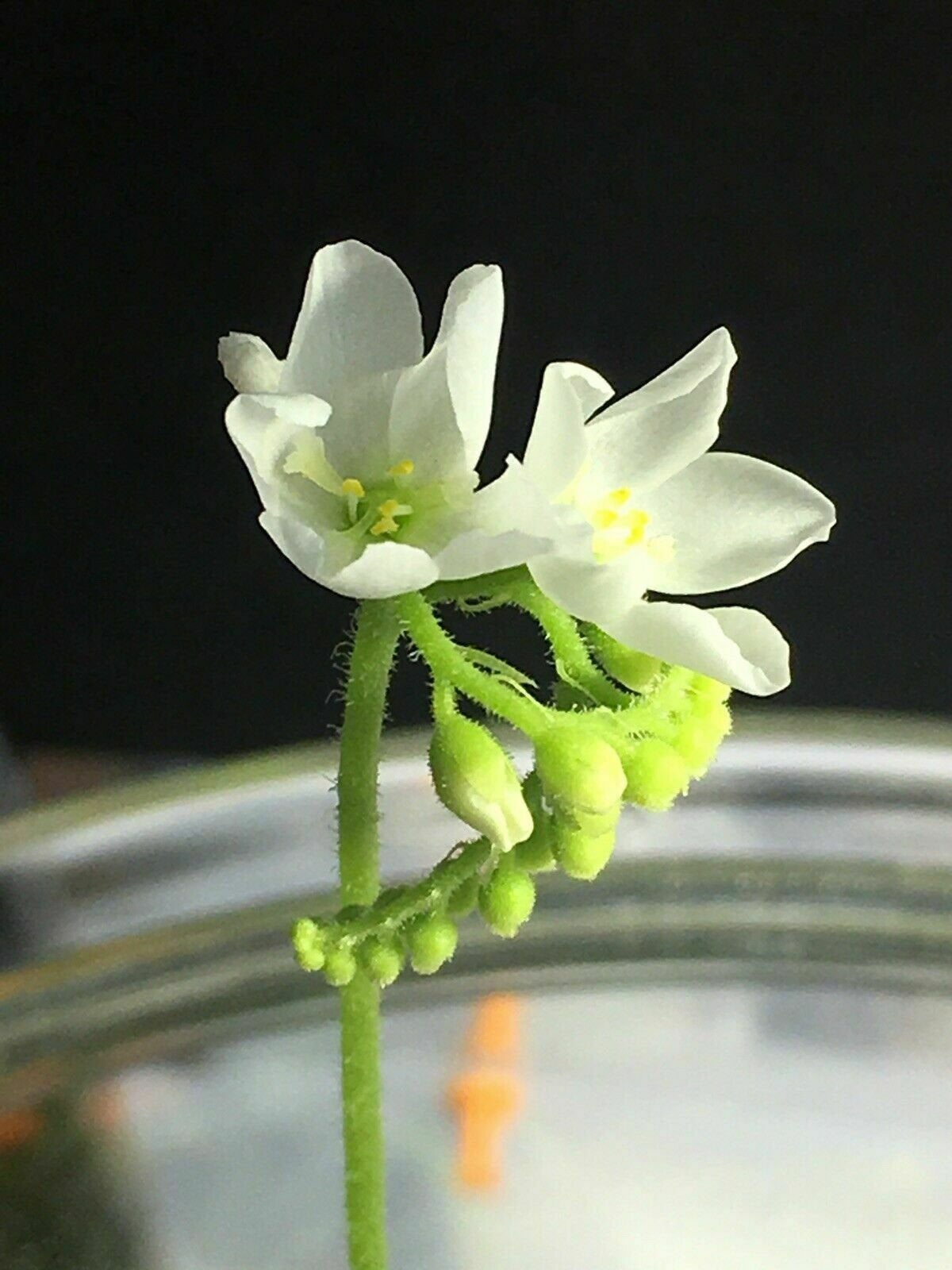 Drosera capensis alba white flower [Fungus gnat catcher]   -Live carnivorous plant- - Rainbow Carnivorous Plants LLC