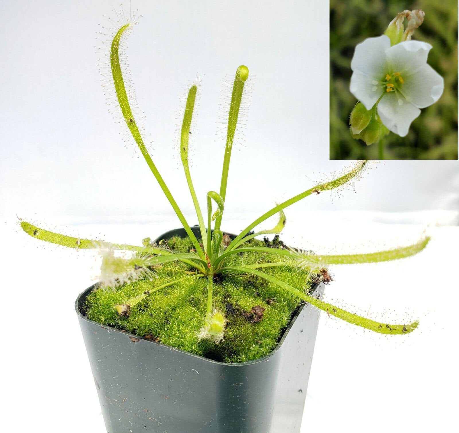 Drosera capensis alba white flower [Fungus gnat catcher]   -Live carnivorous plant- - Rainbow Carnivorous Plants LLC