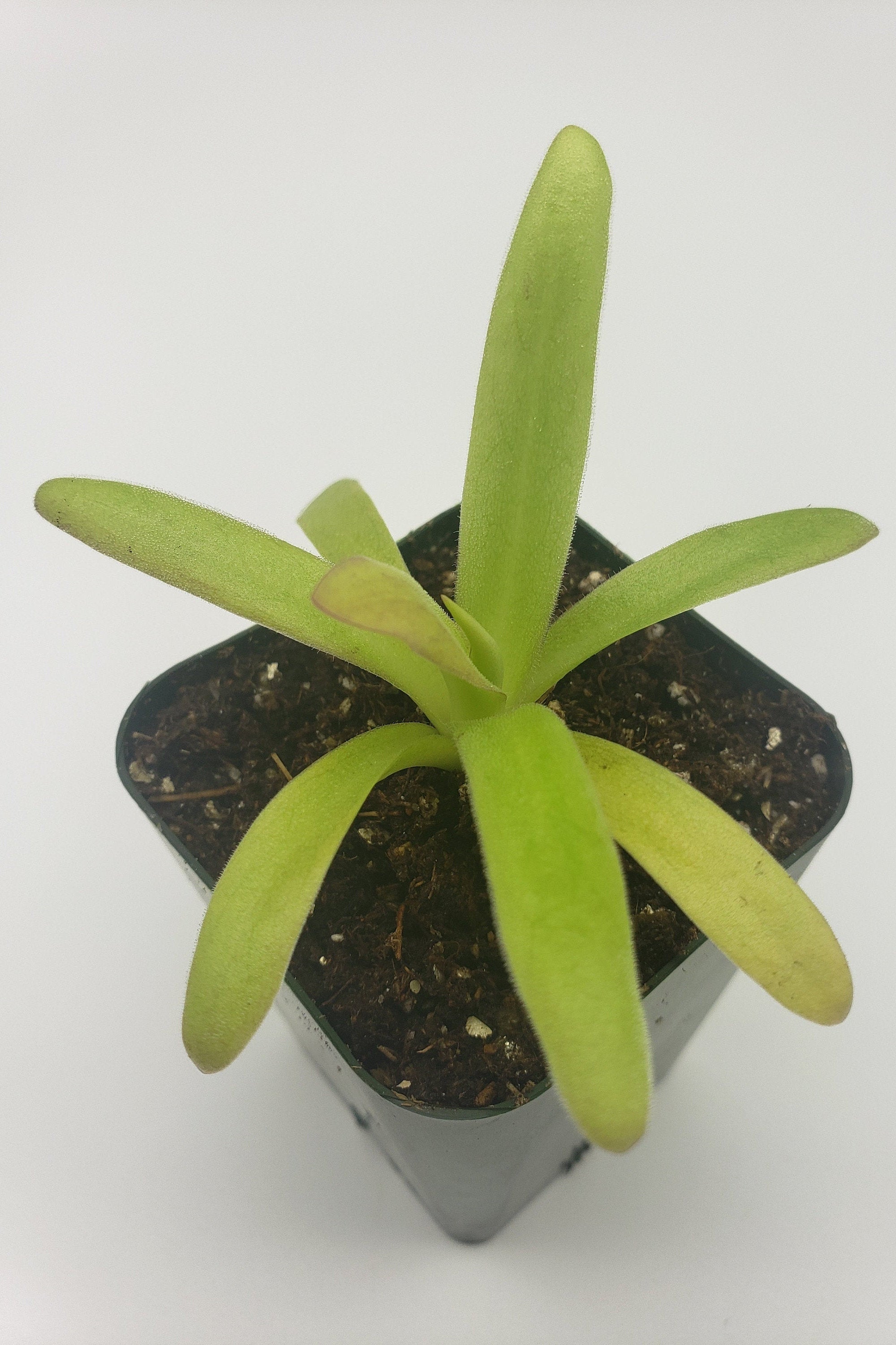 Pinguicula agnata 'El Lobo' x moctezumae [Fungus gnat catcher]   -Live carnivorous plant- - Rainbow Carnivorous Plants LLC