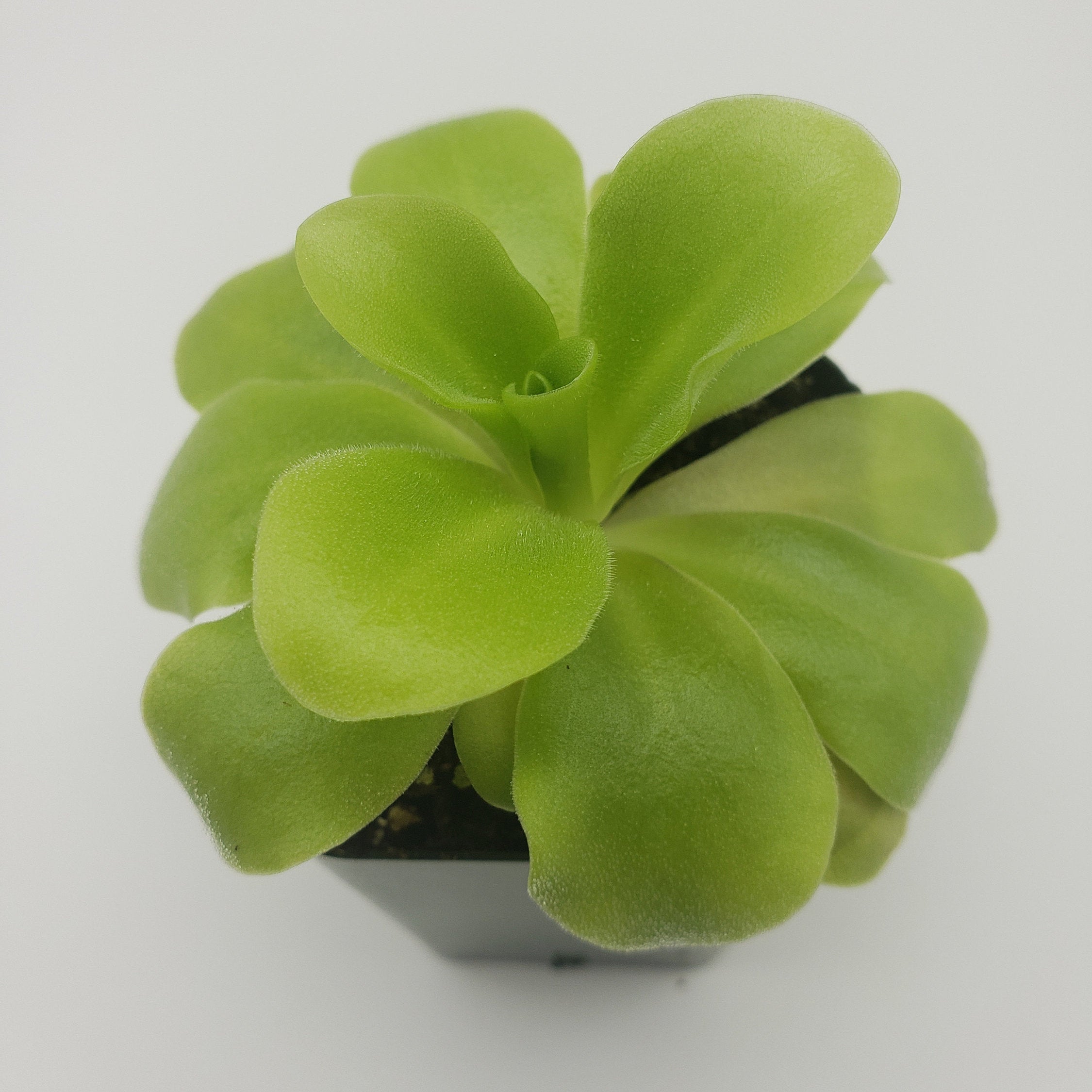 Pinguicula agnata 'El Lobo' x 'Huahuapan' [Fungus gnat catcher]   -Live carnivorous plant- - Rainbow Carnivorous Plants LLC