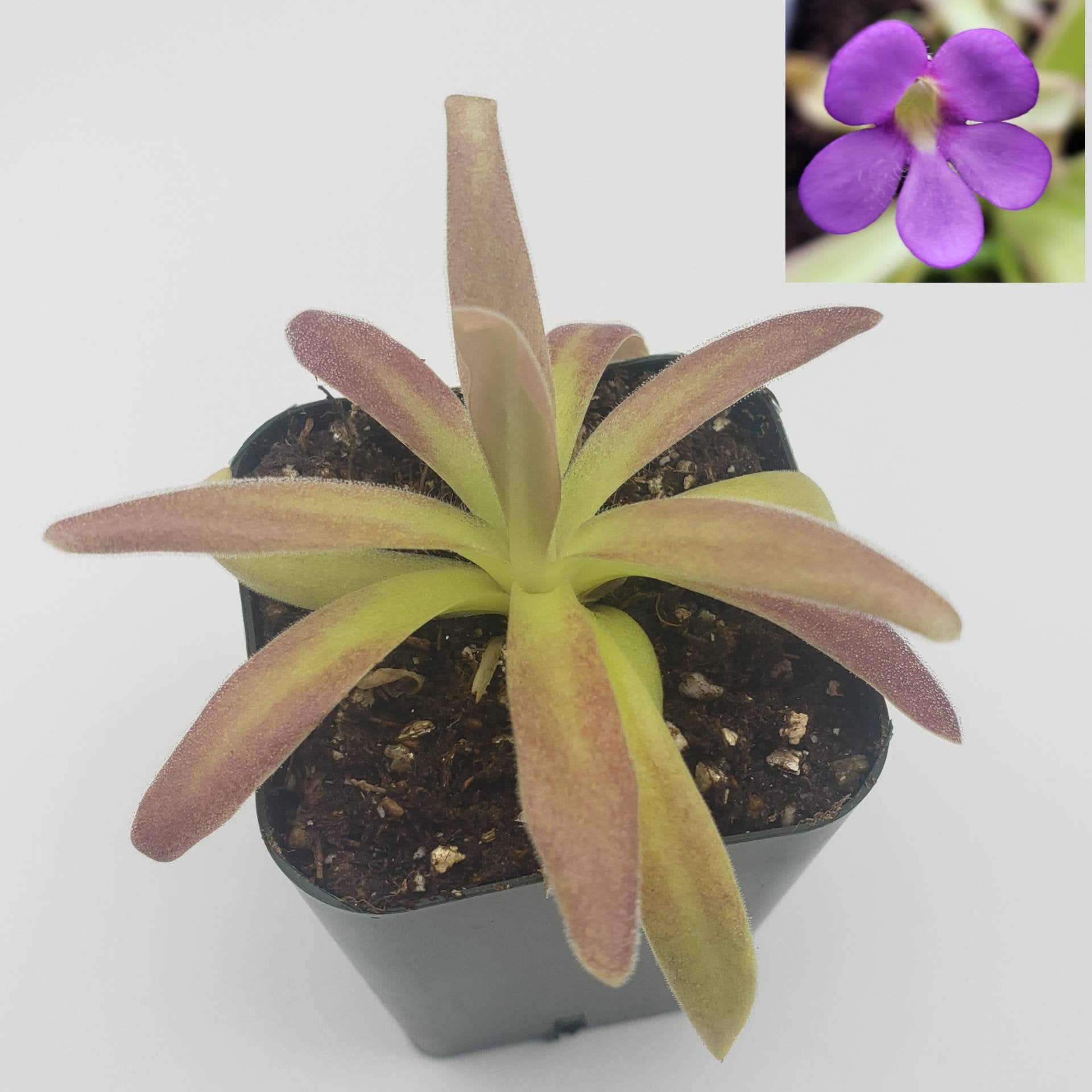 Pinguicula agnata 'El Lobo' x moctezumae [Fungus gnat catcher]   -Live carnivorous plant- - Rainbow Carnivorous Plants LLC