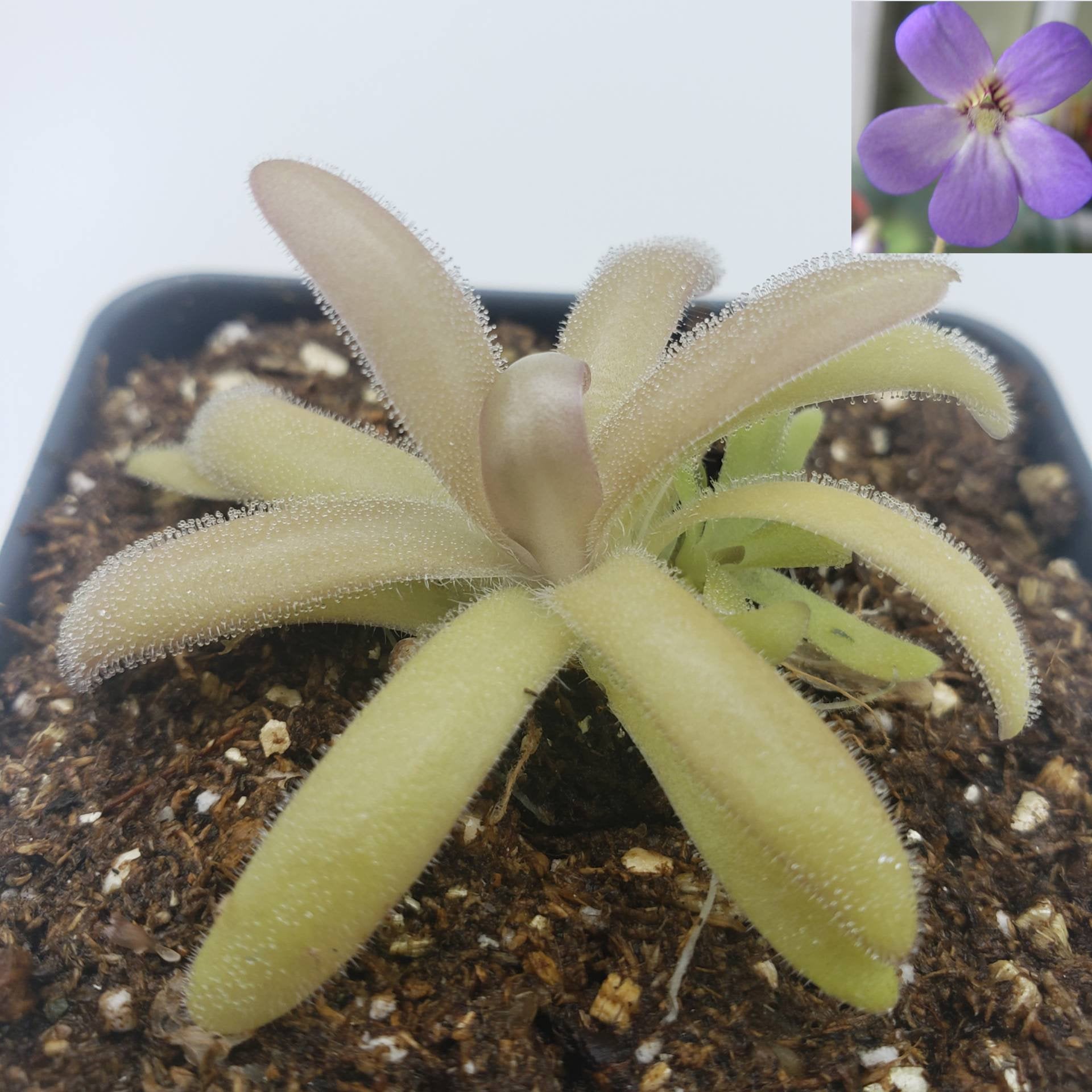 Pinguicula agnata x gypsicola [Fungus gnat catcher]   -Live carnivorous plant- - Rainbow Carnivorous Plants LLC