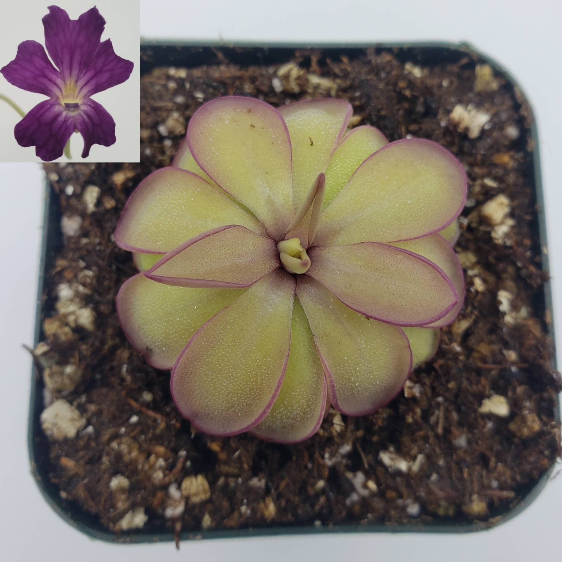 Pinguicula laueana x emarginata [Fungus gnat catcher]   -Live carnivorous plant- - Rainbow Carnivorous Plants LLC
