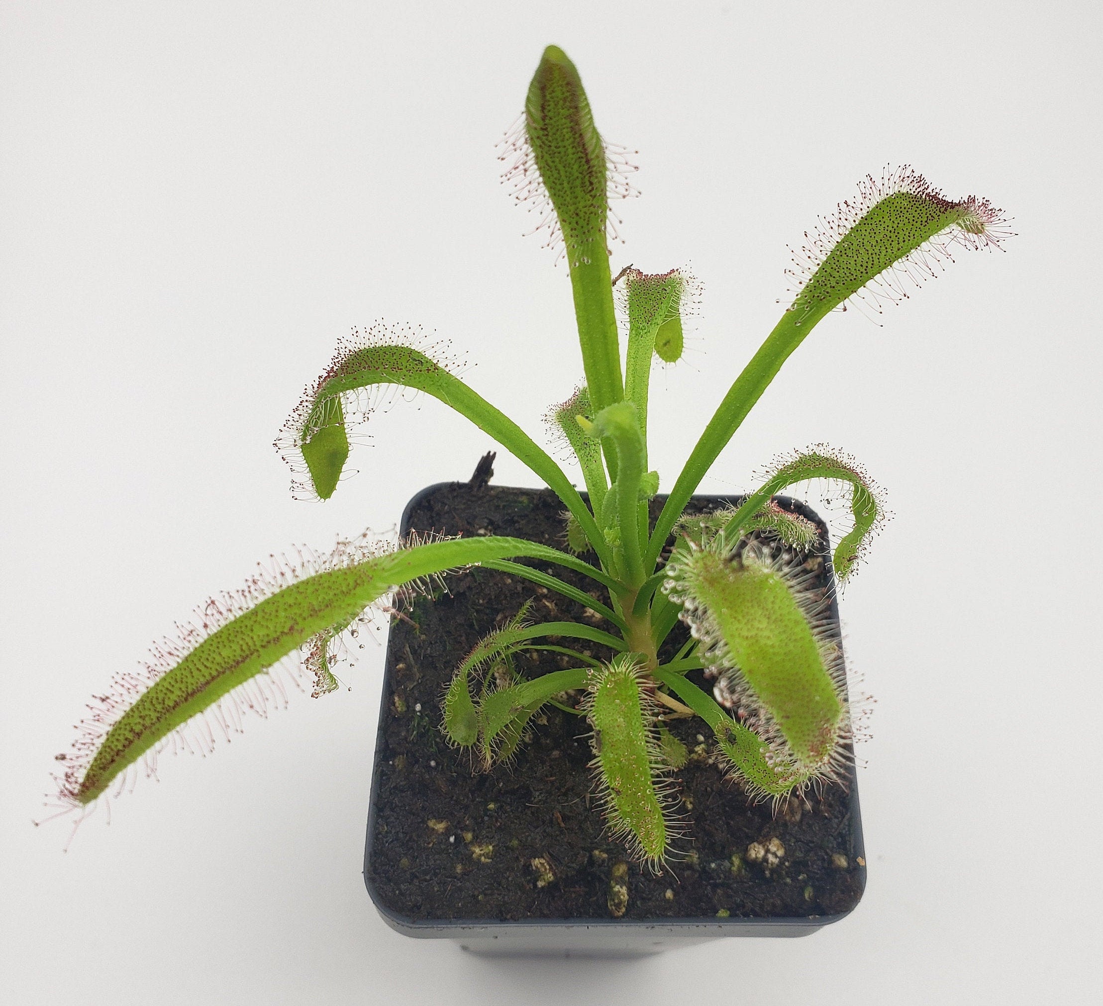 Drosera 'Hercules' x self [Fungus gnat catcher] -Live carnivorous plant- - Rainbow Carnivorous Plants LLC