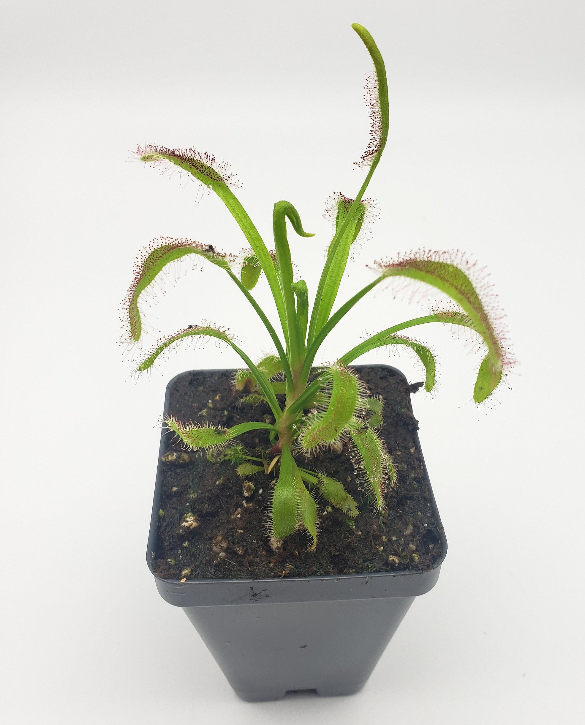 Drosera 'Hercules' x self [Fungus gnat catcher] -Live carnivorous plant- - Rainbow Carnivorous Plants LLC