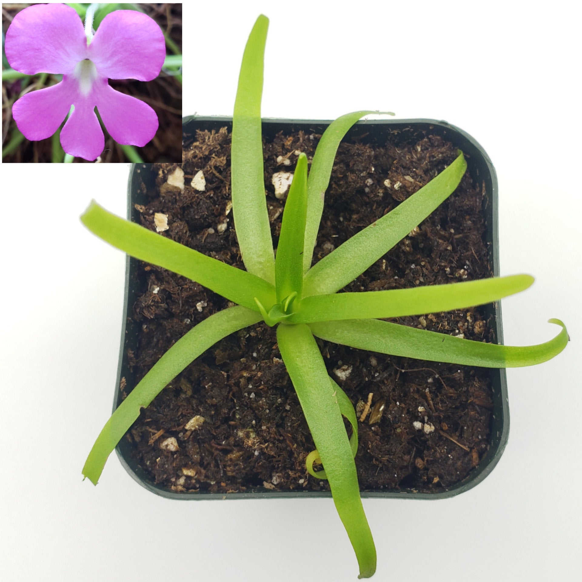 Pinguicula's starter pack [Fungus Gnat Catcher]   -Live carnivorous plant- - Rainbow Carnivorous Plants LLC