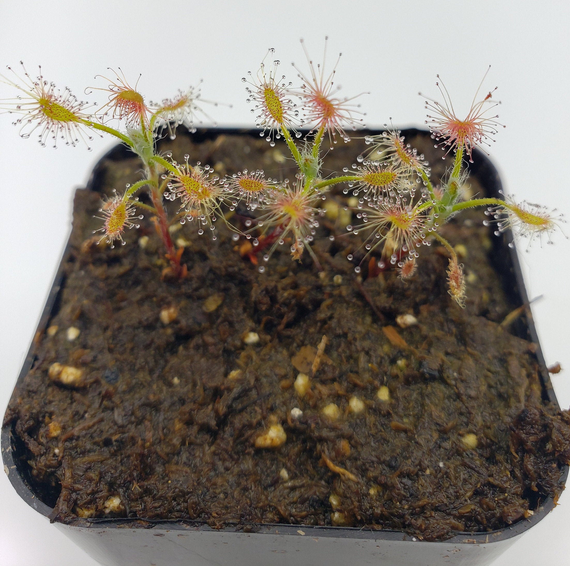sundew carnivorous plant terrarium Drosera scorpioides -Live carnivorous plant- [2 plants per order]