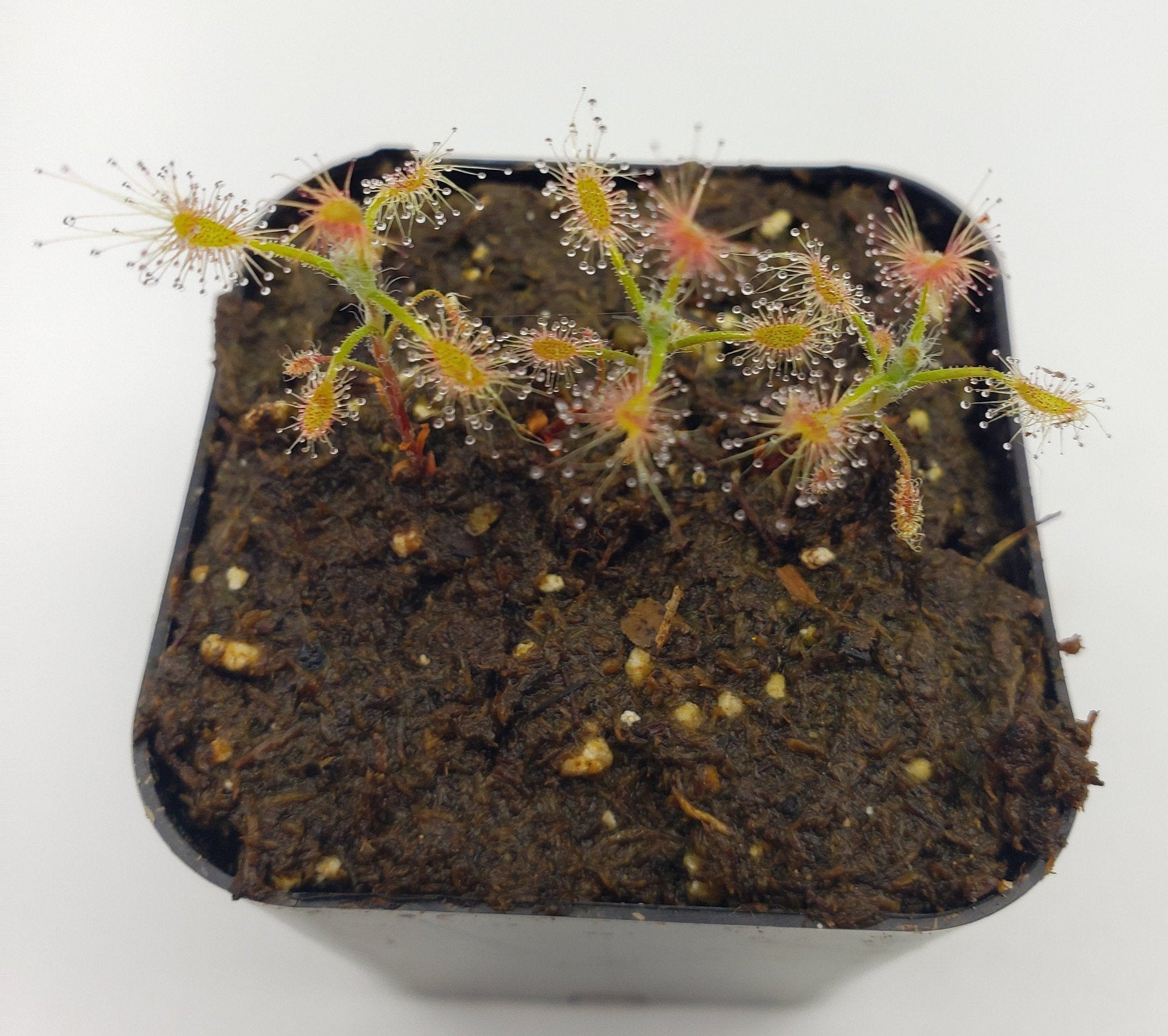 Drosera scorpioides  -Live carnivorous plant- [2 to 3 plants per order] - Rainbow Carnivorous Plants LLC