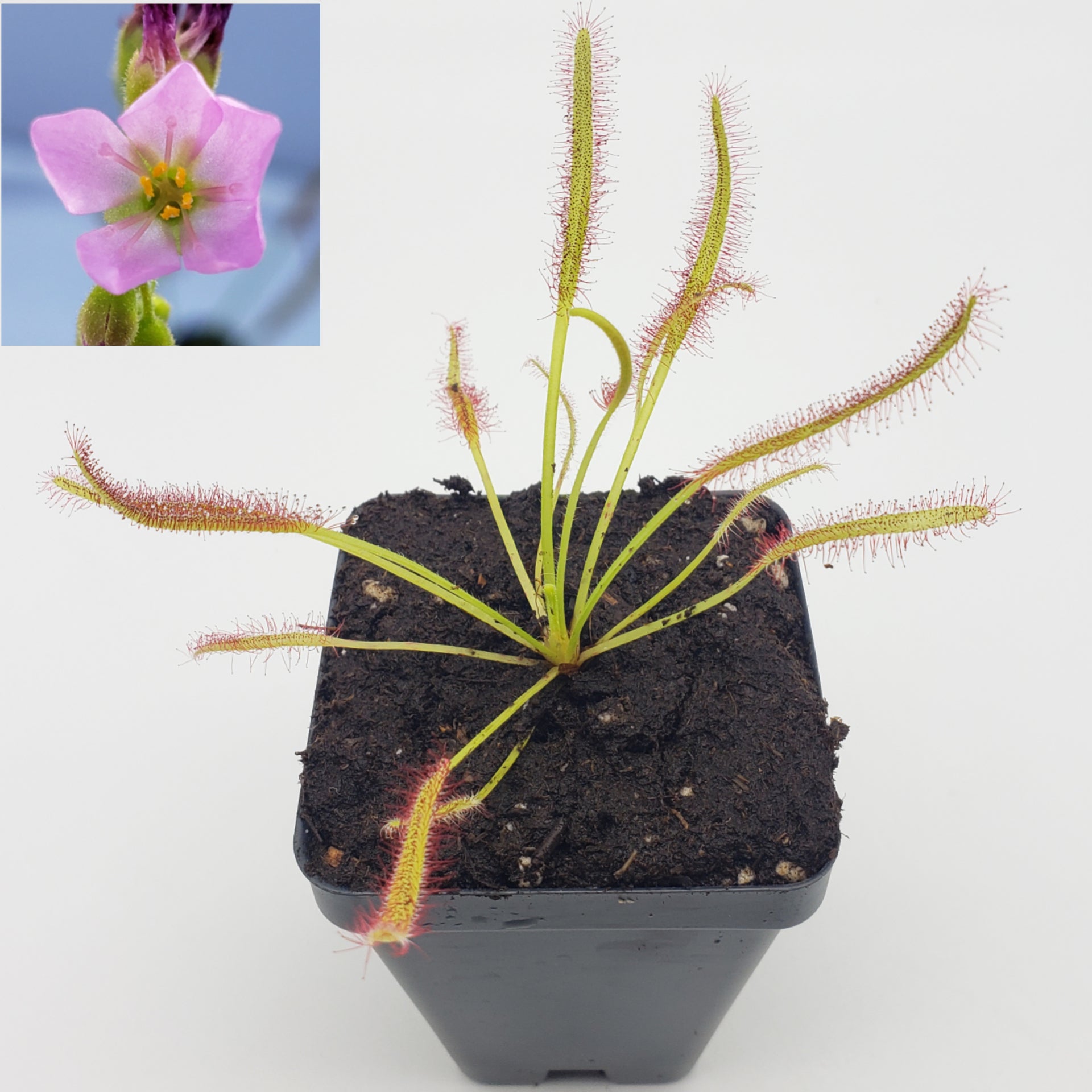 Drosera capensis pink flower [Fungus gnat catcher]   -Live carnivorous plant- - Rainbow Carnivorous Plants LLC