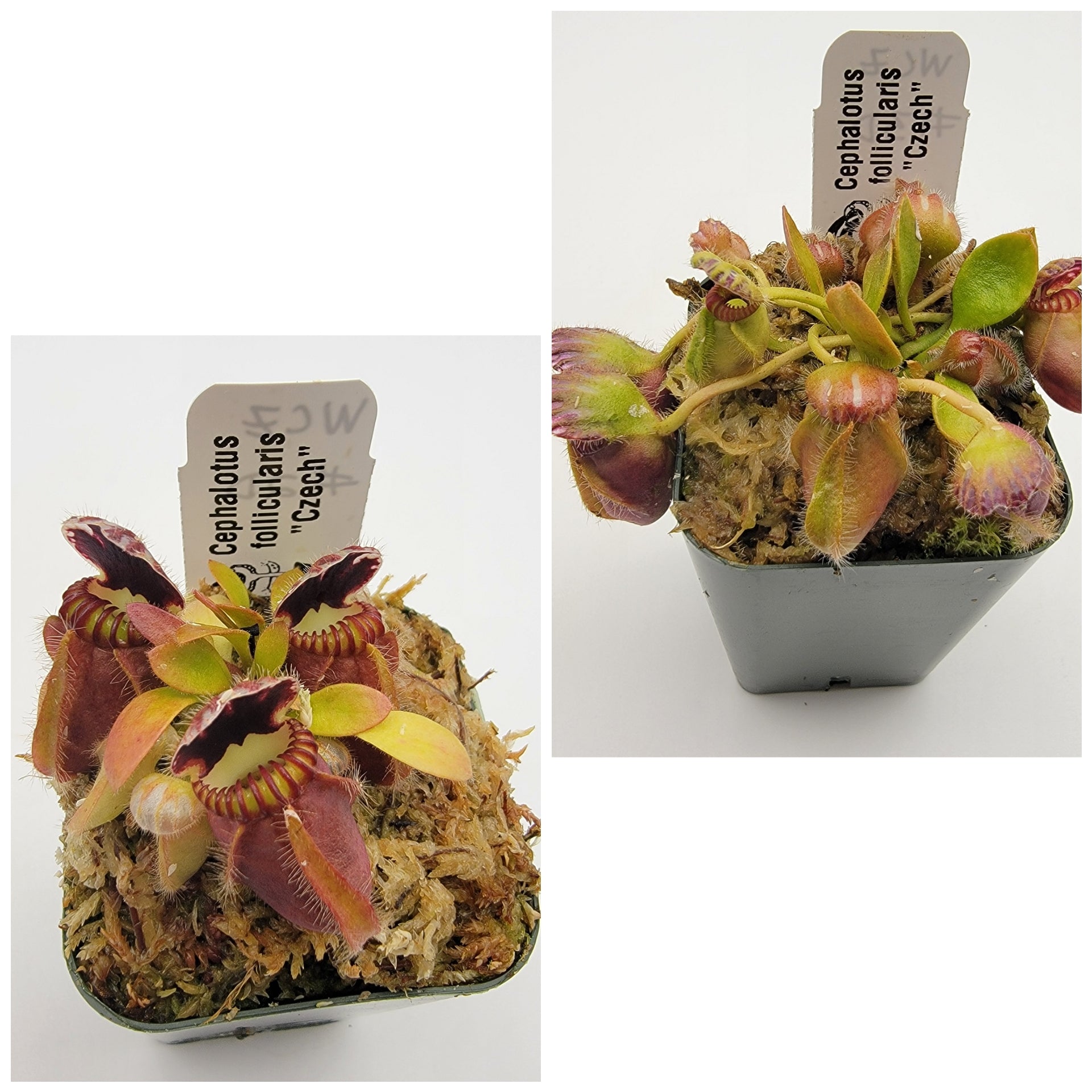 Cephalotus follicularis "Czech" WCZ (2D-4D) - Rainbow Carnivorous Plants LLC