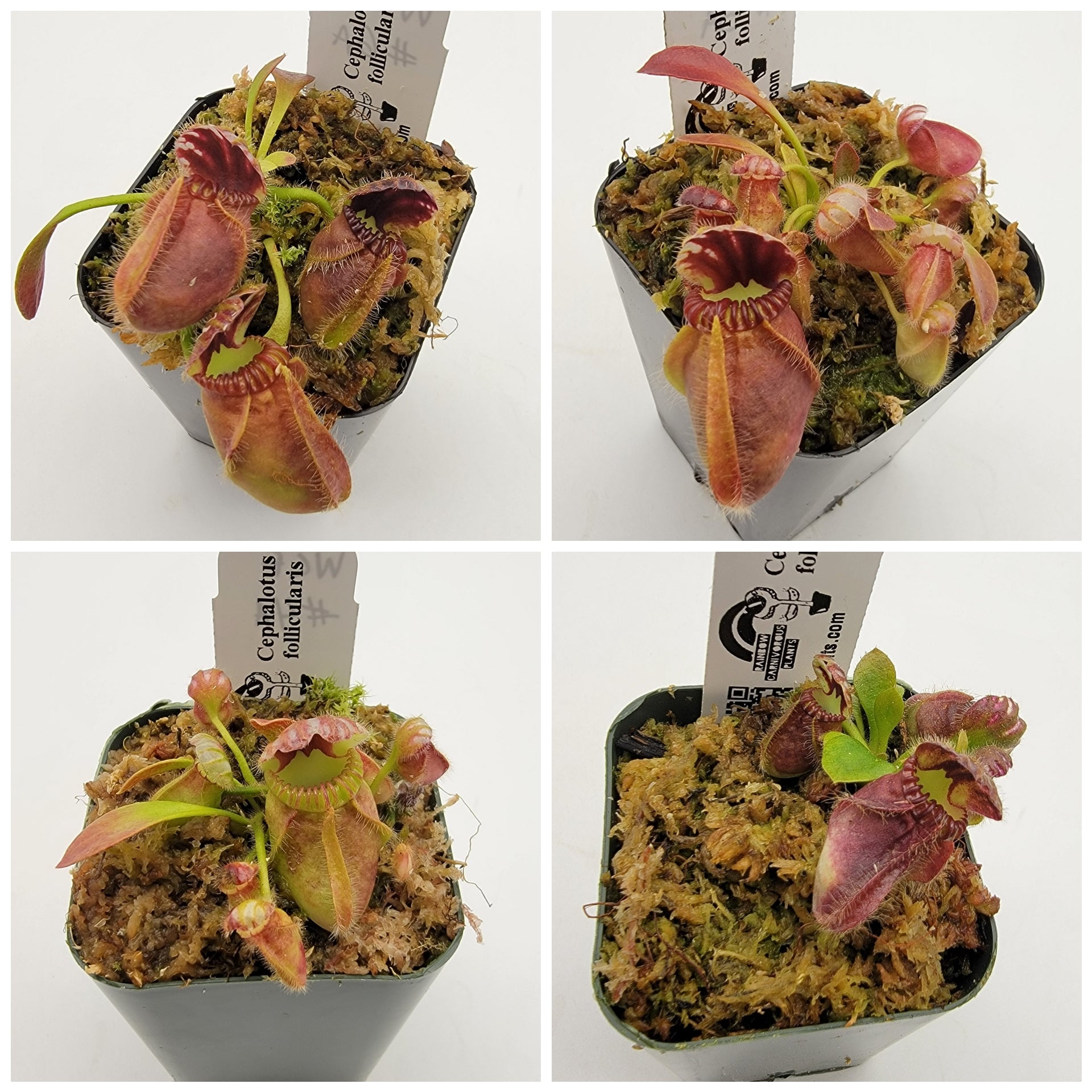 Cephalotus follicularis WCF (1A-9A) - Rainbow Carnivorous Plants LLC